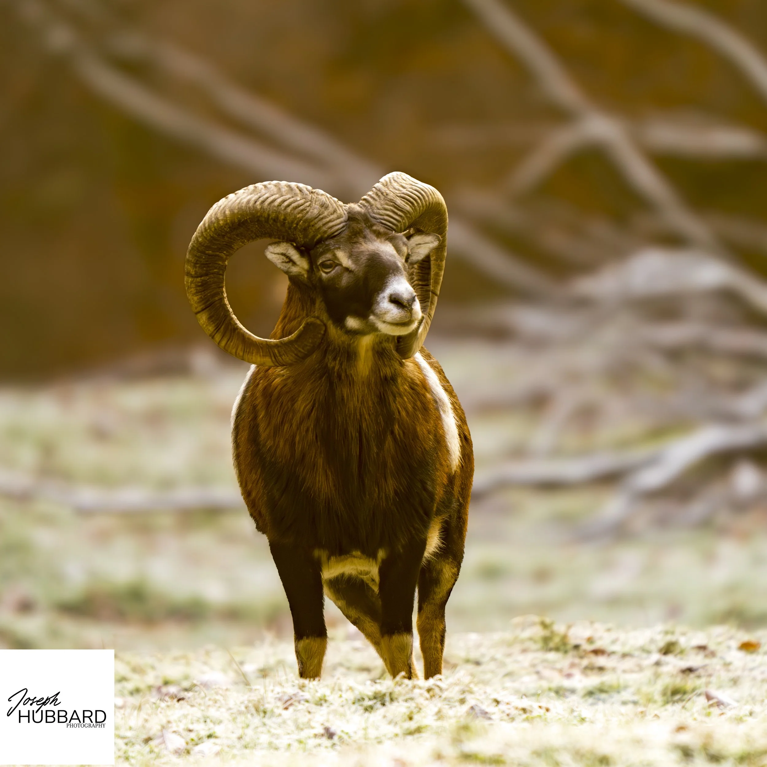 mouflon in frost (1 of 1).jpg