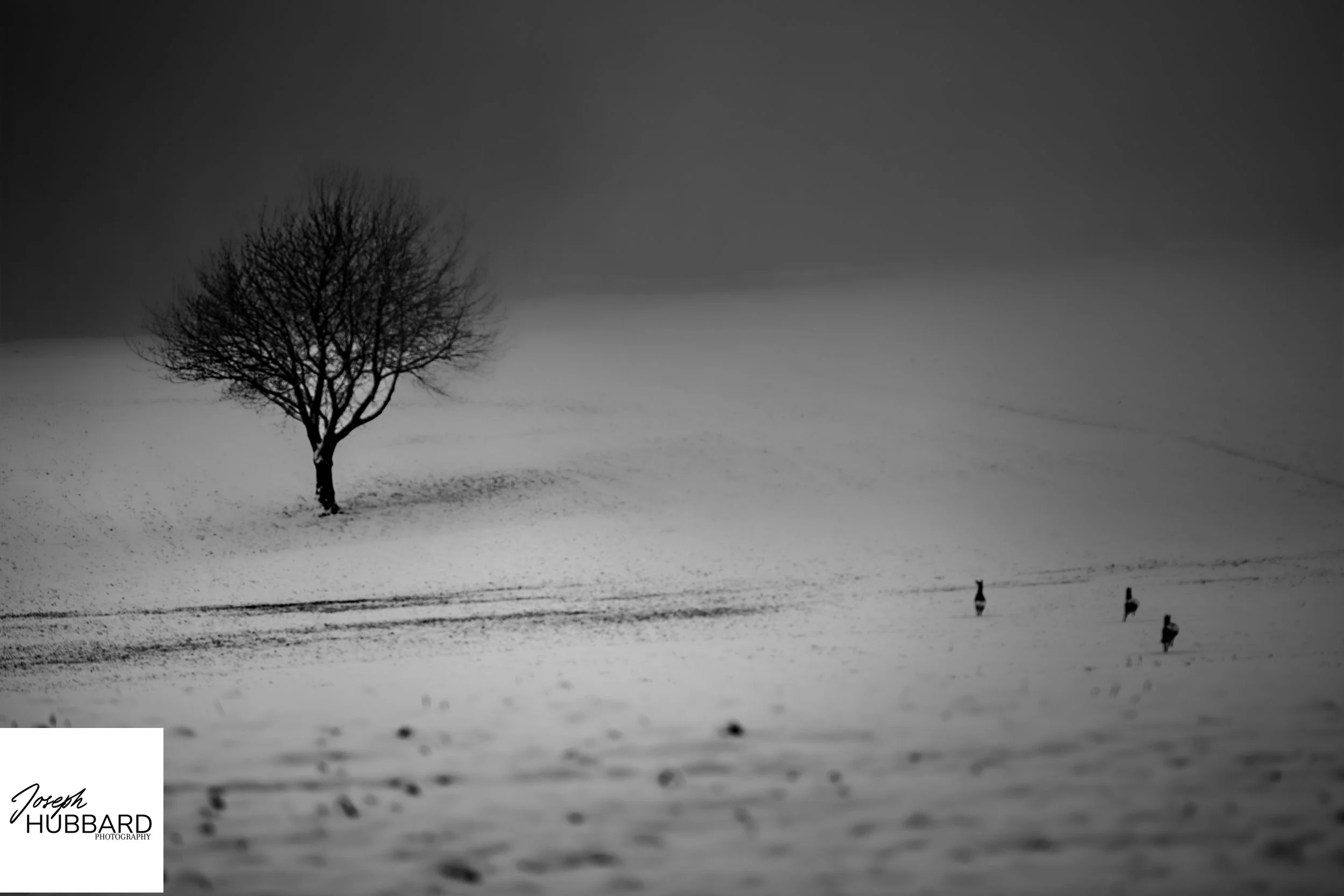Solitary tree in falling snow within a minimalist winter landscape.