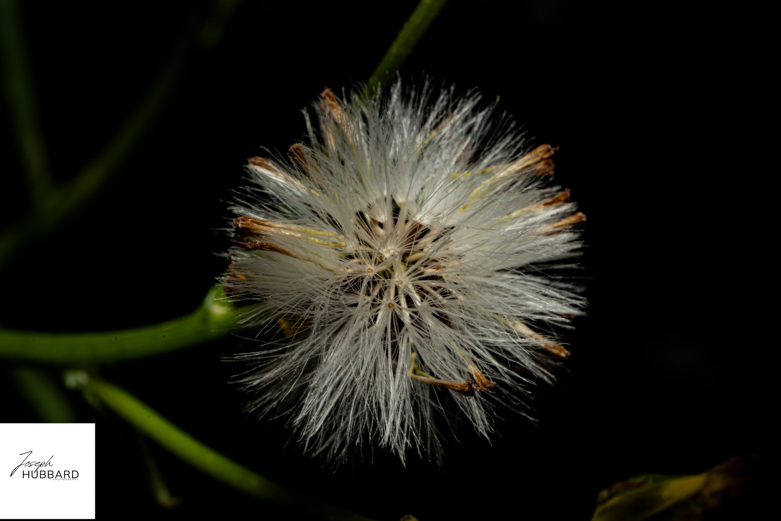 Close-up of a dandelion seed head against a dark natural background.