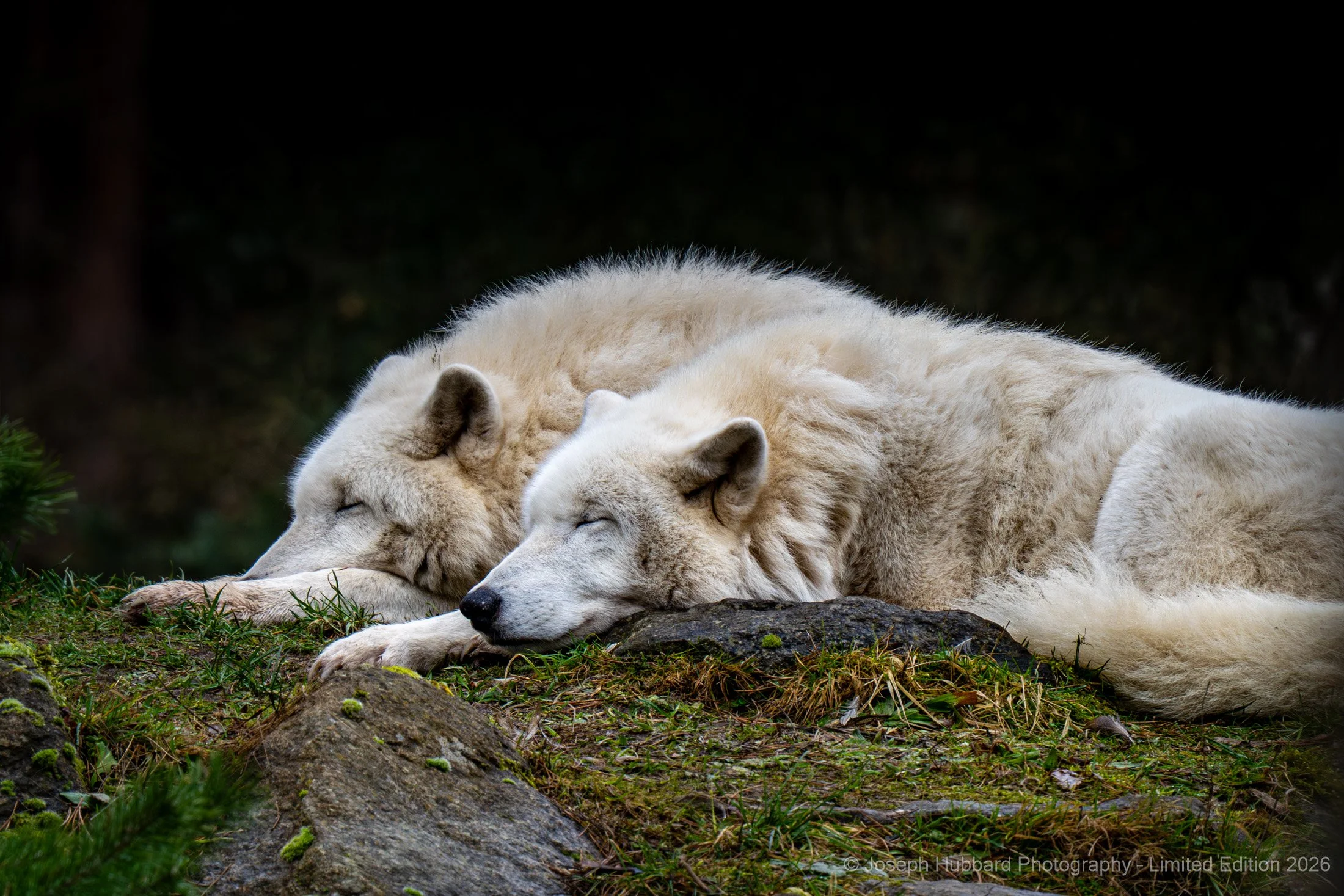 Arctic Pair at Rest — Wildlife Fine Art Photography Print