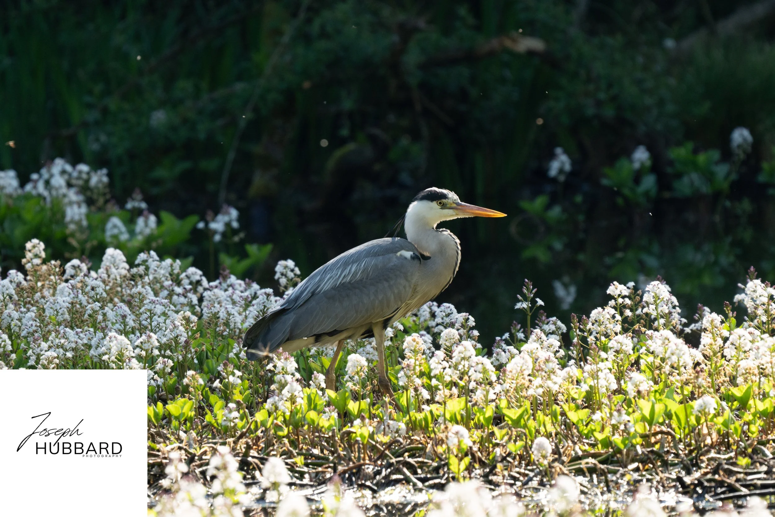 Grey Heron_-2.jpg