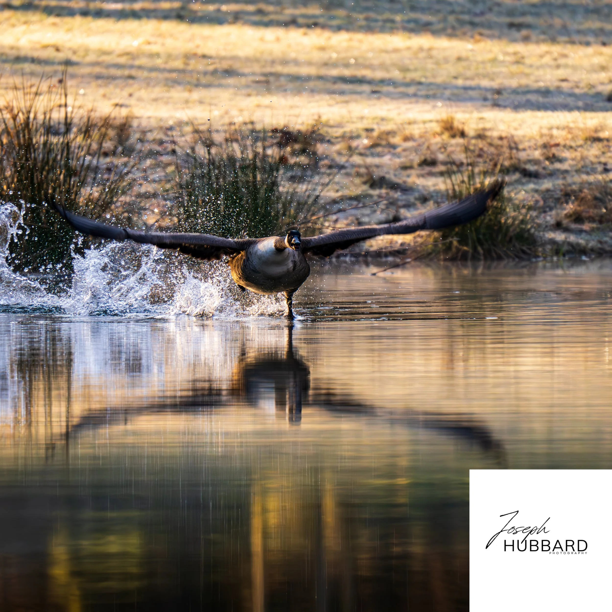 Canada Goose take off Germany 6 Mar 2025.jpg