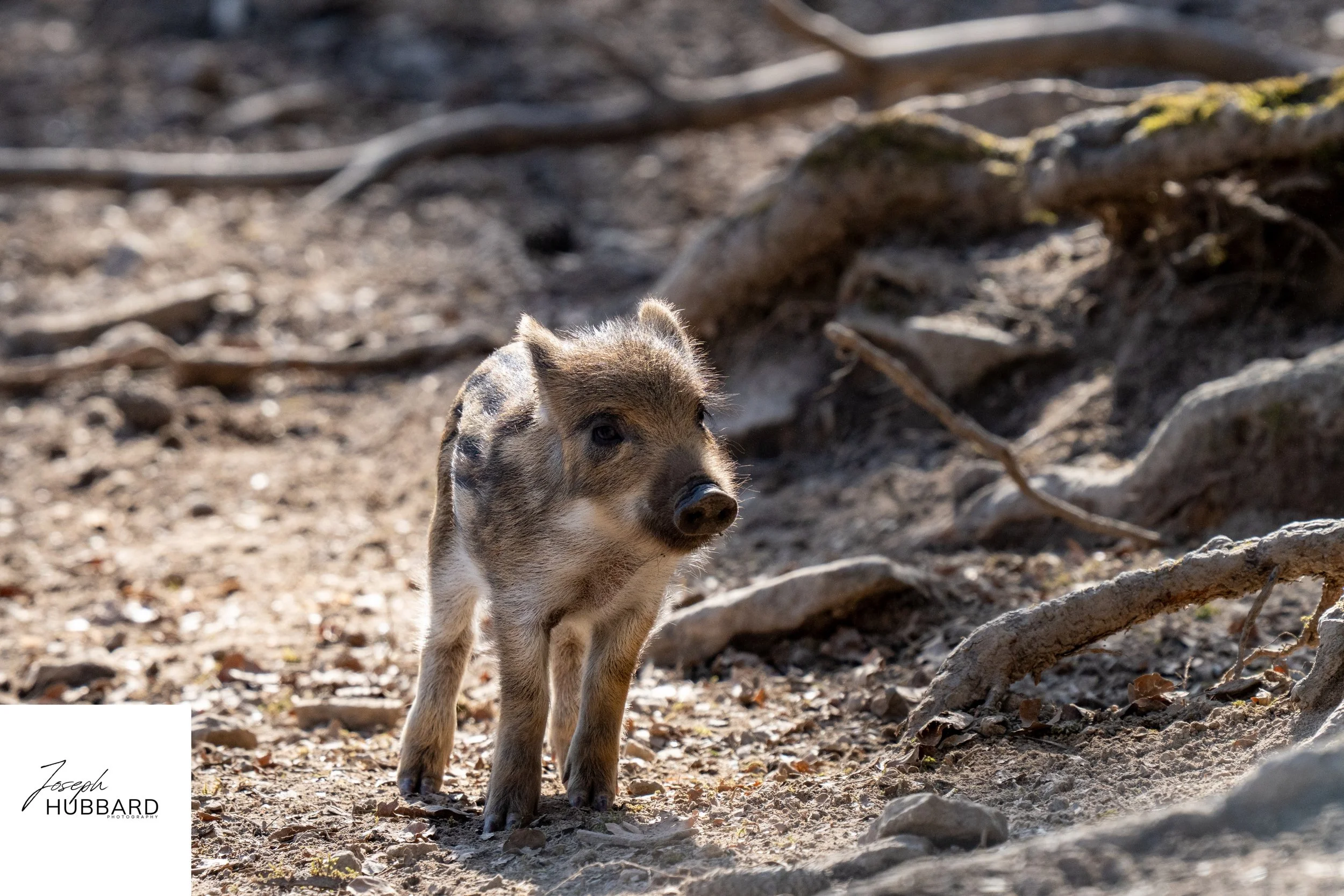 wildpig babies_.jpg