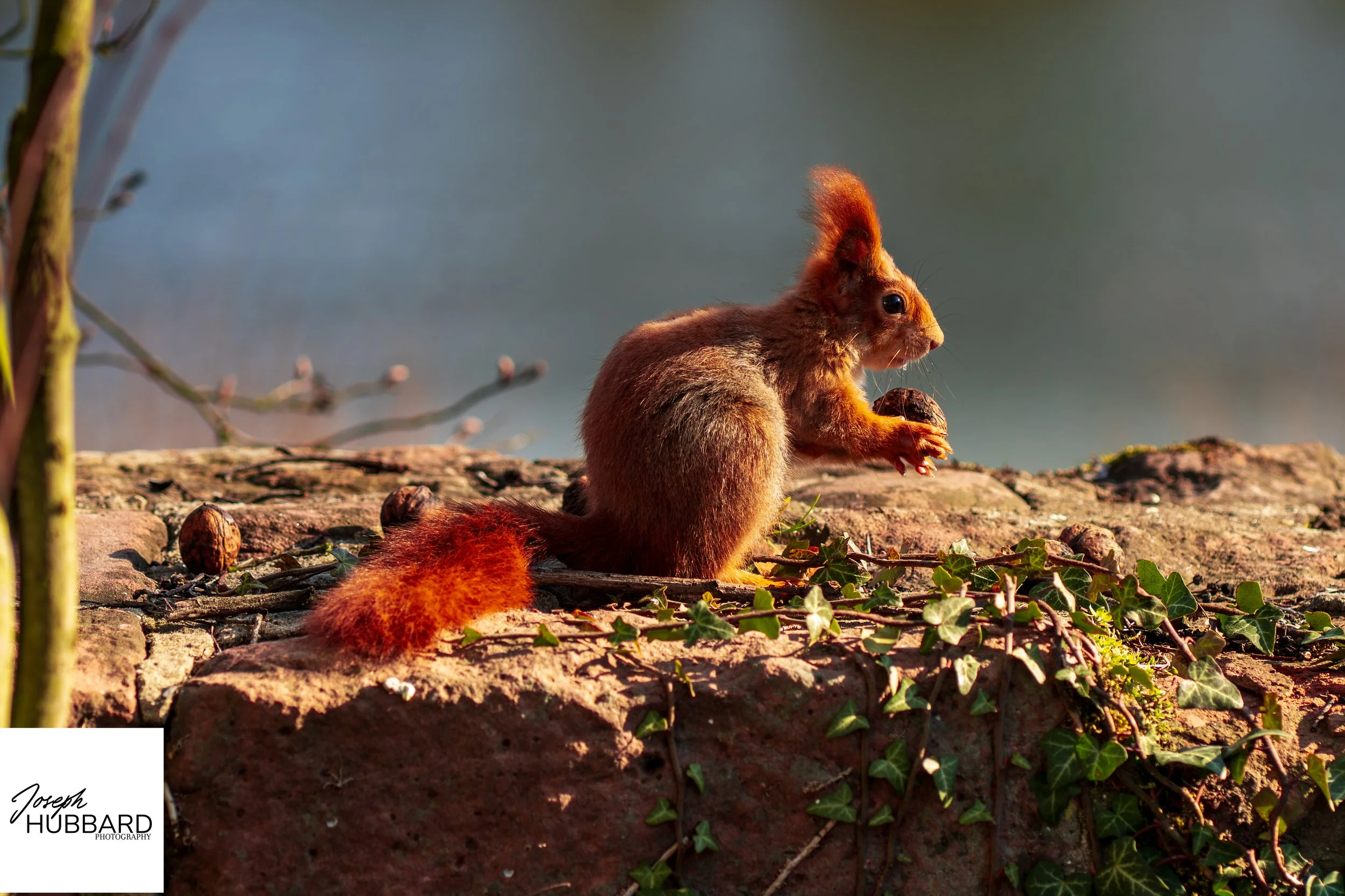 Eurasian Red Squirrel (Sciurus vulgaris) Breakfast (1 of 1).jpg