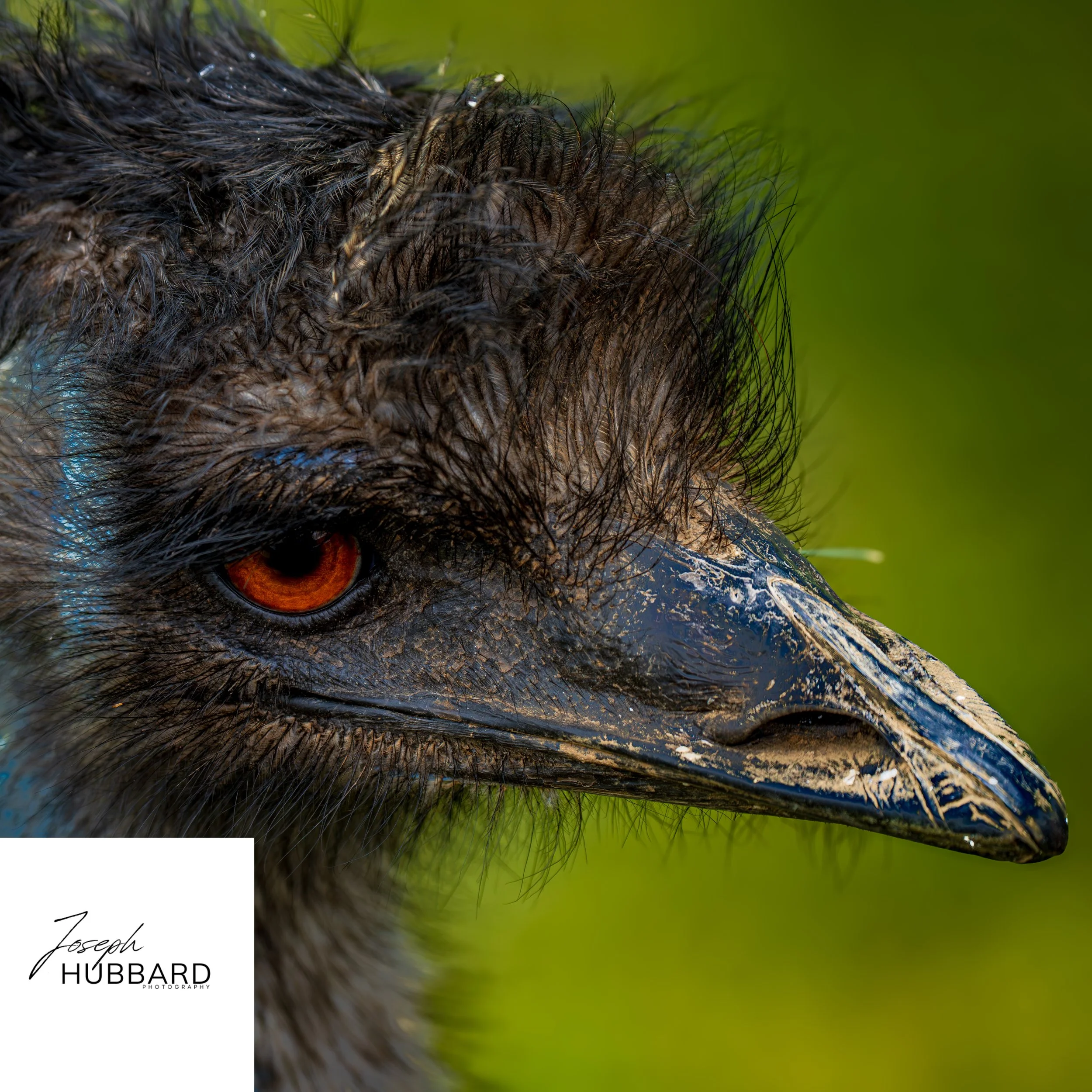 Vogelpark Schotten Emu.jpg