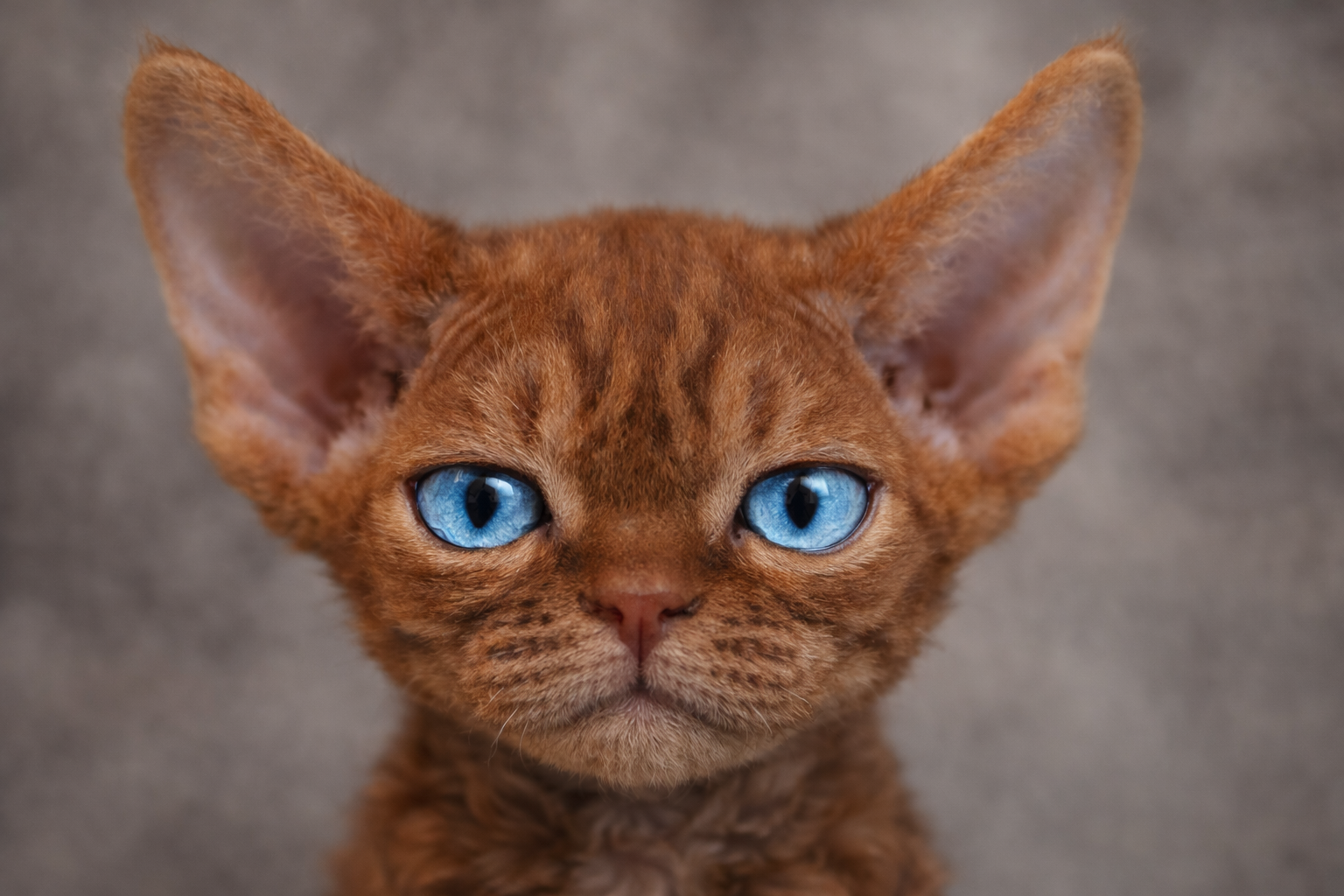 Le gène DBE chez les chats