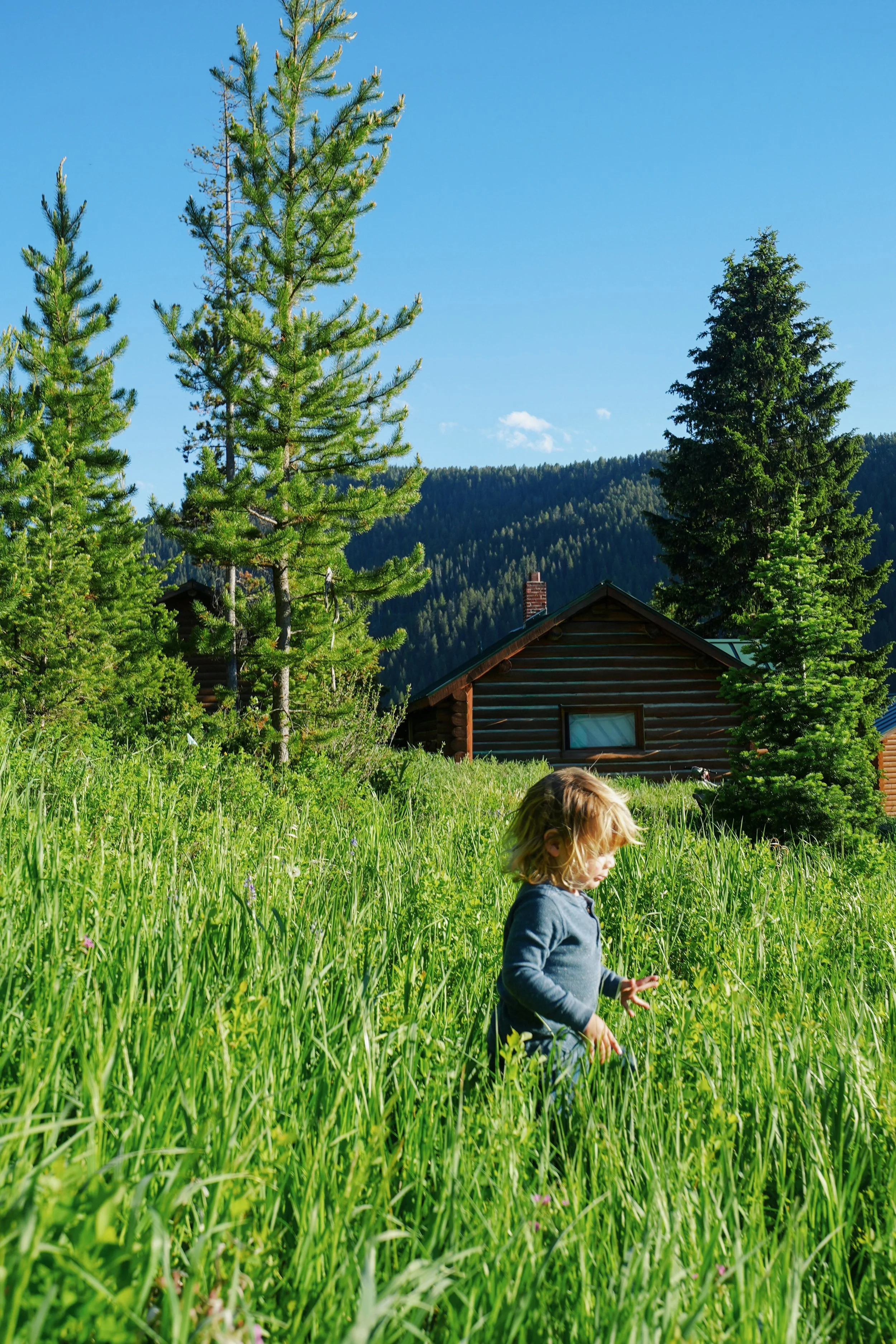 Child with blonde hair in a blue shirt walking through tall green grass in front of a wooden house, with pine trees and mountains in the background under a clear blue sky.