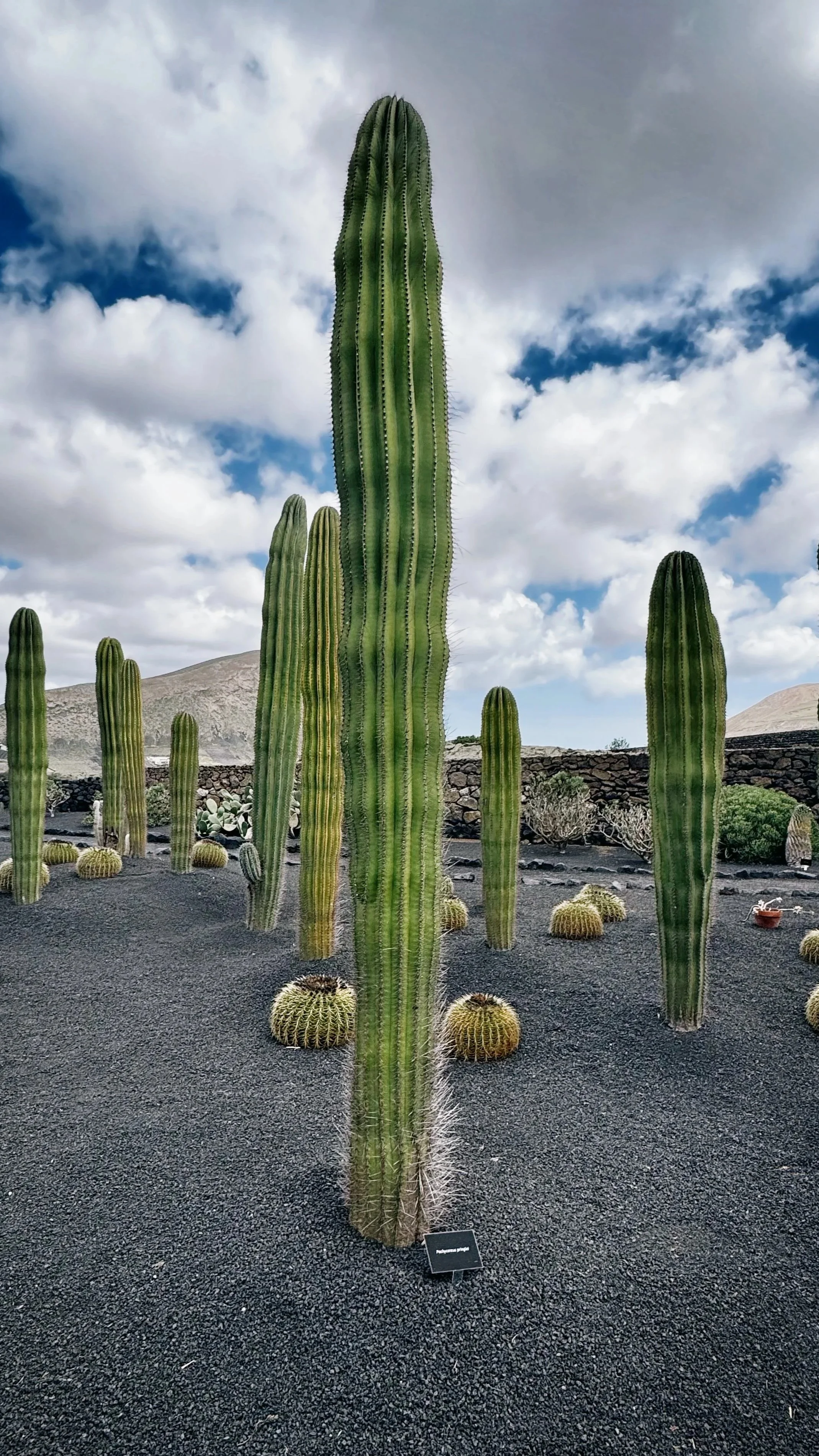 Groupe de cactus de différentes tailles dans un paysage désertique avec ciel partiellement nuageux.