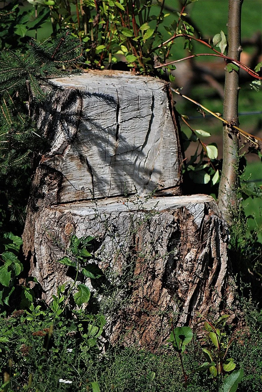 A tree stump with a section of cut wood at the top and a rough bark surface at the bottom, surrounded by green plants and foliage.