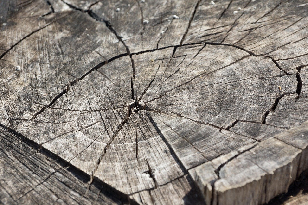 Close-up of a weathered wooden log showing cracks and rings.