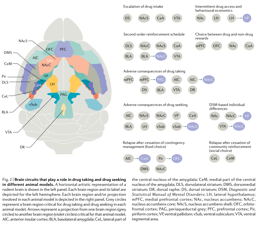What We’re Building: A Mechanism-First Platform for Neuropsychiatry