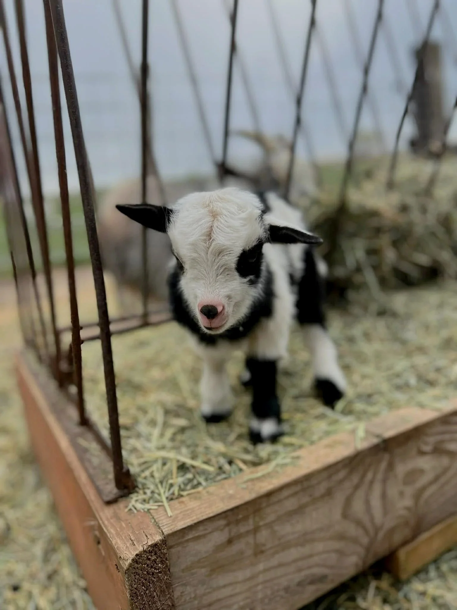 A black and white baby goat inside a wooden feeder with hay on the floor.
