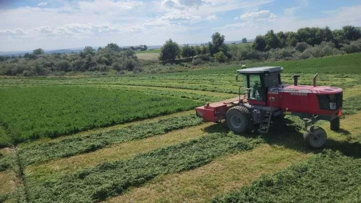 A red swather working on a field with green crops, under a partly cloudy sky.