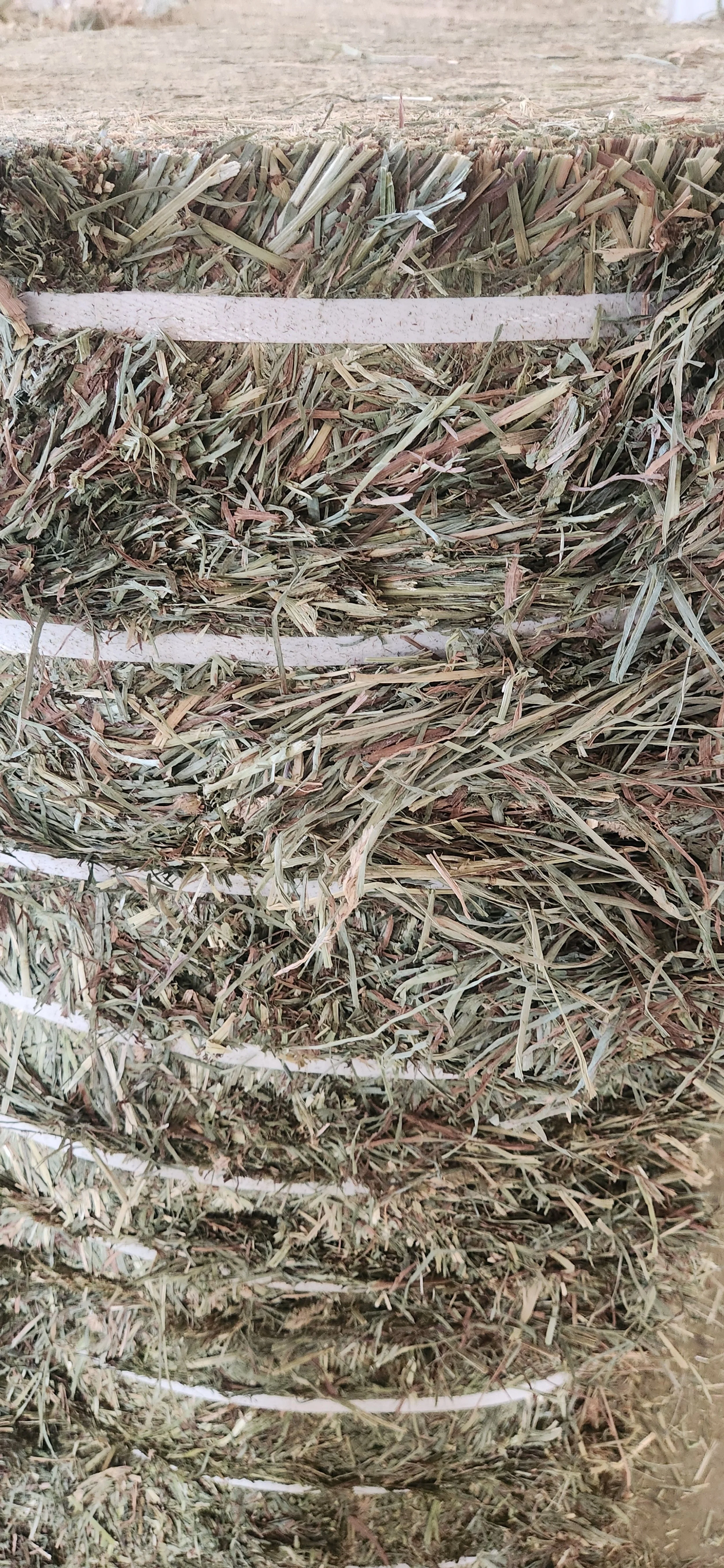 Orchard Grass 3rd Cut (Home Pivot)