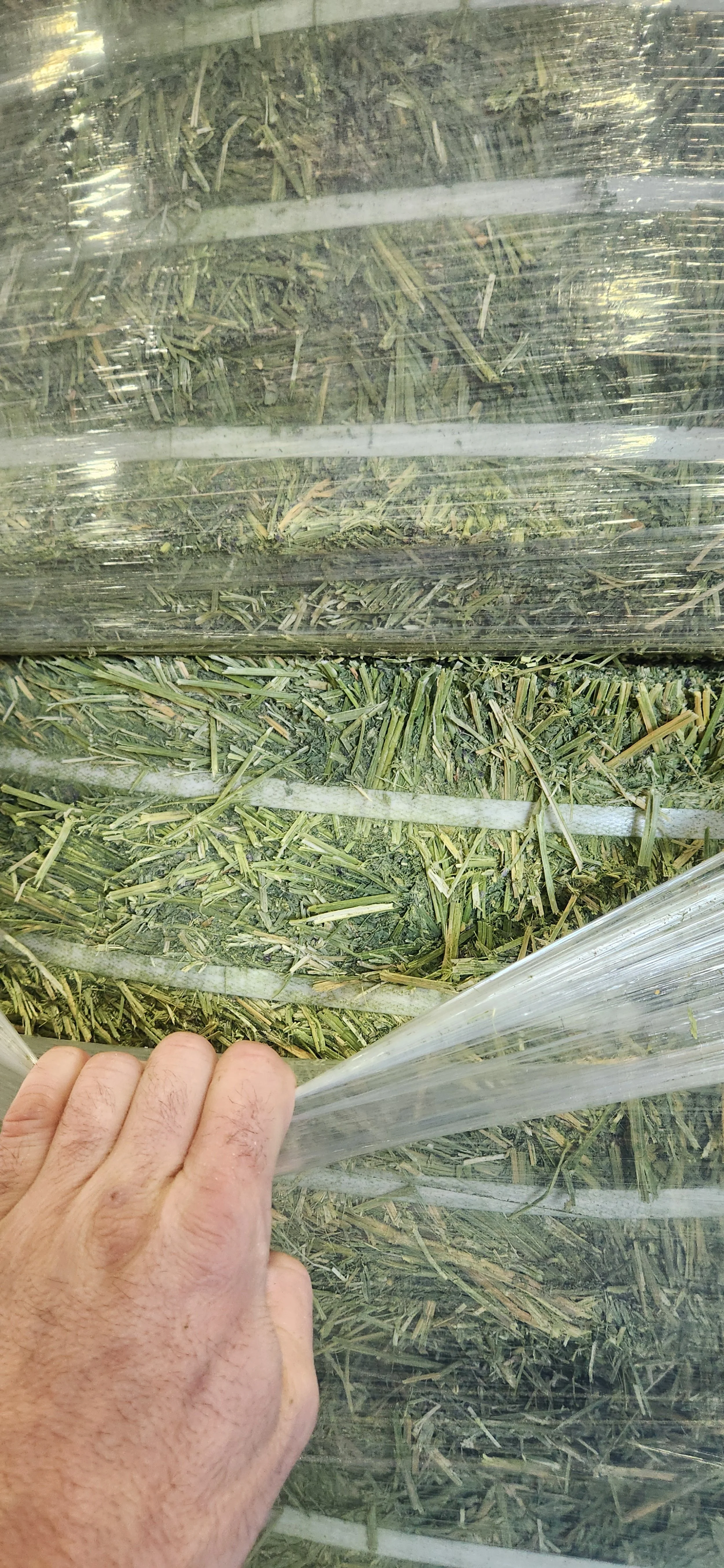 Alfalfa 3rd Cut (Linda Pivot)