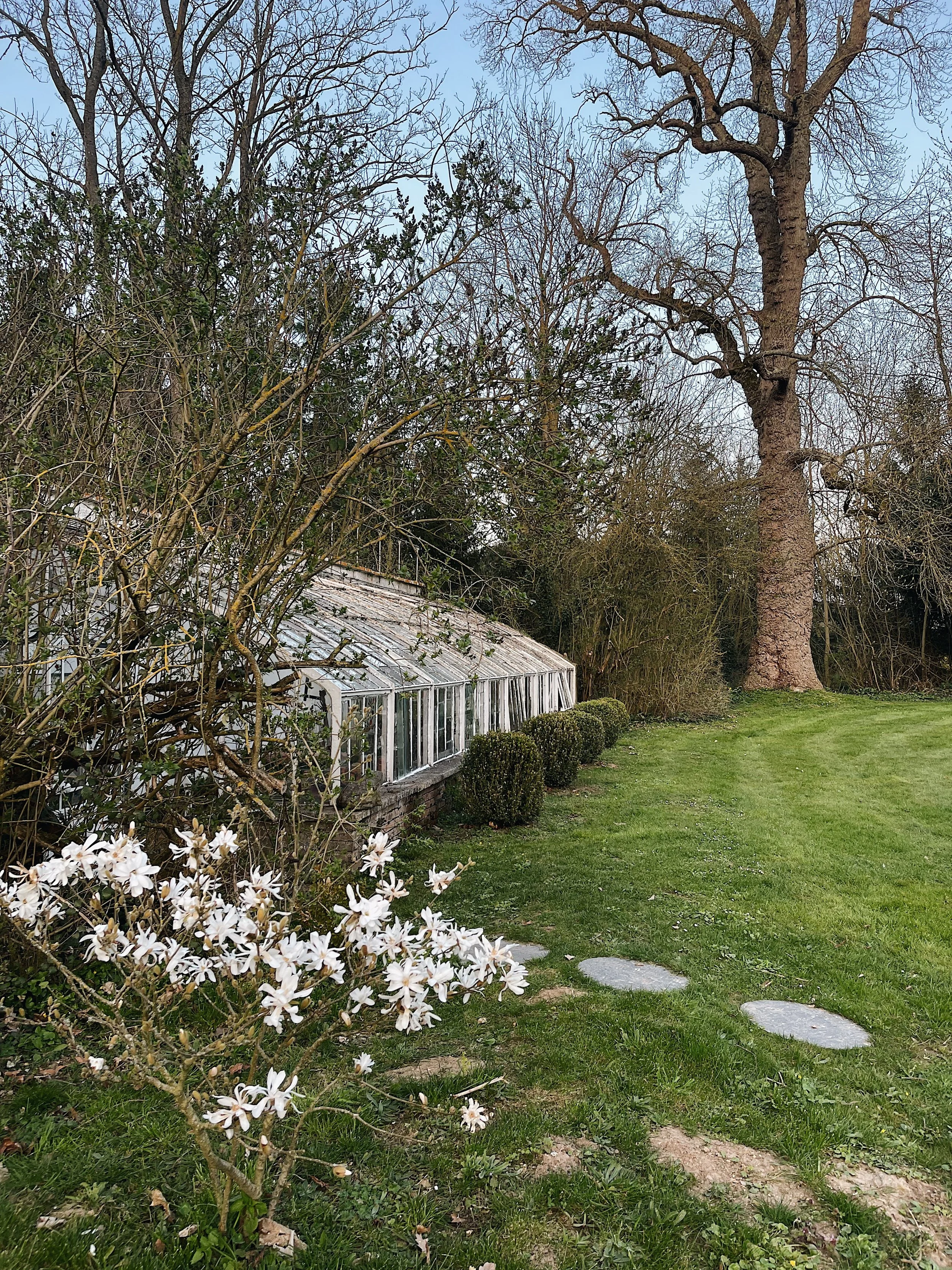 Jardin avec des arbustes, un petit abri en verre, une pelouse verte, des pierres plates, un grand arbre et un ciel nuageux.
