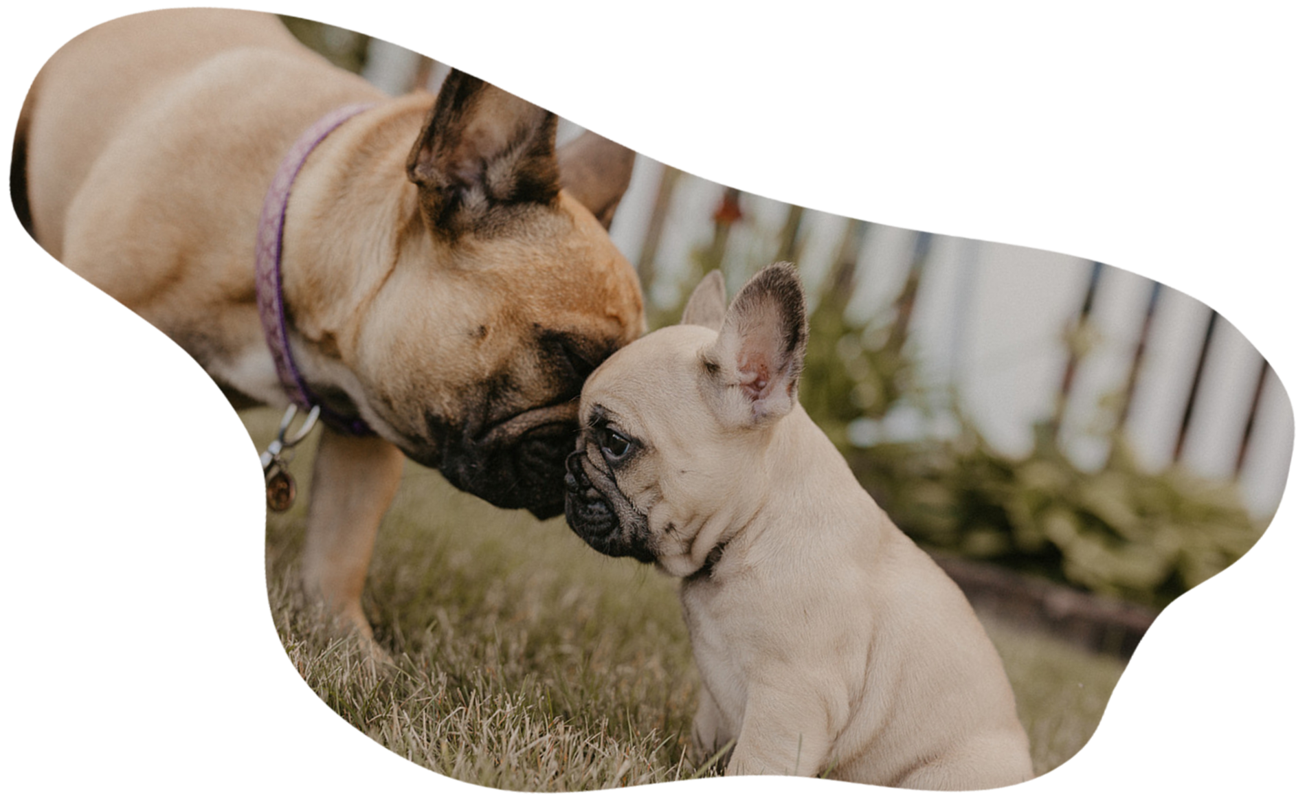 A close-up of two French Bulldog puppies nose-to-nose outdoors on grass with a blurred background of plants and a white fence.