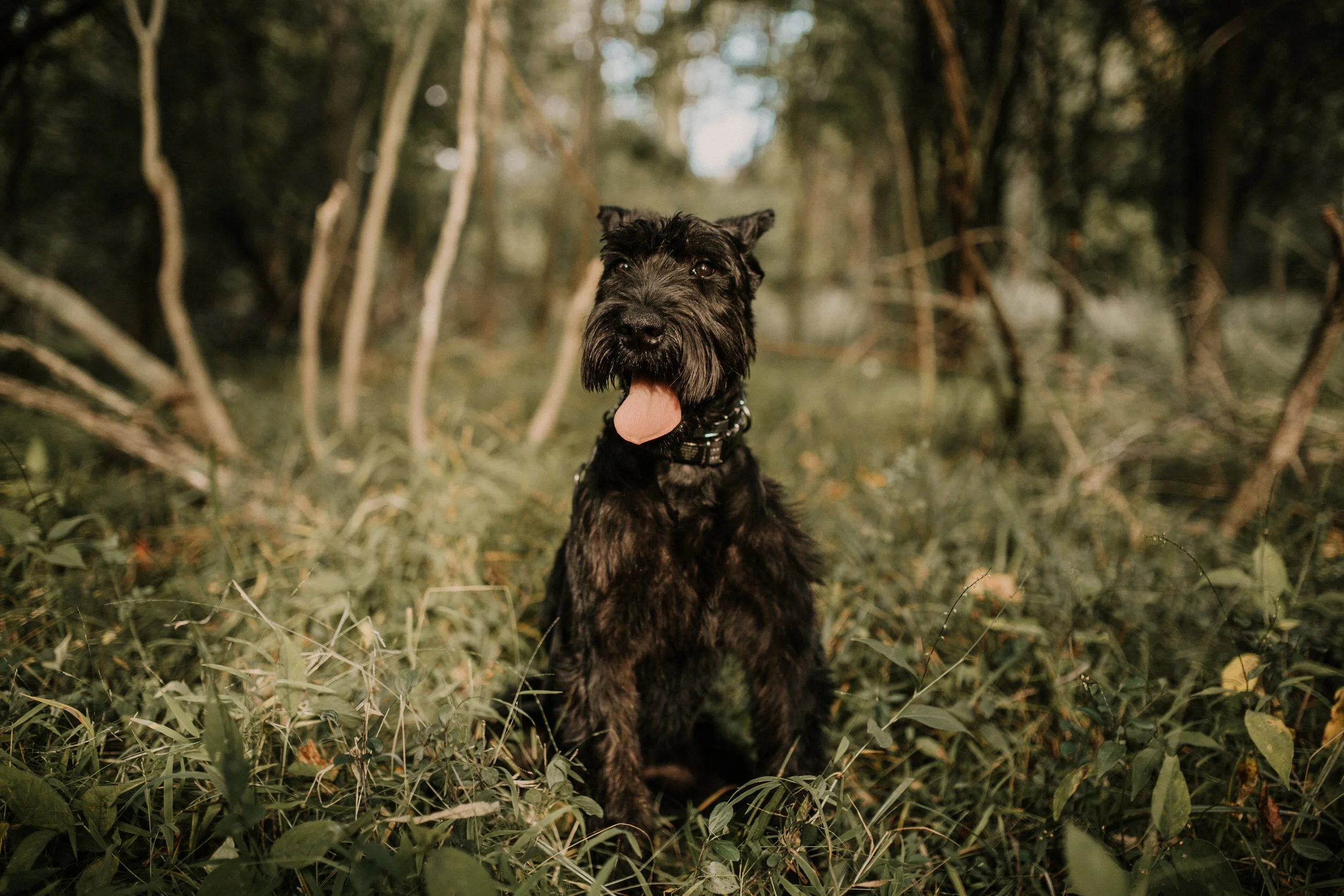 A black dog sitting on grass in a wooded area during daytime with its tongue out.