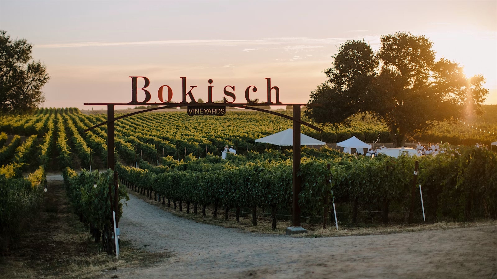 Entrance to Bokisch Vineyards with grape vineyards and large trees in the background at sunset.