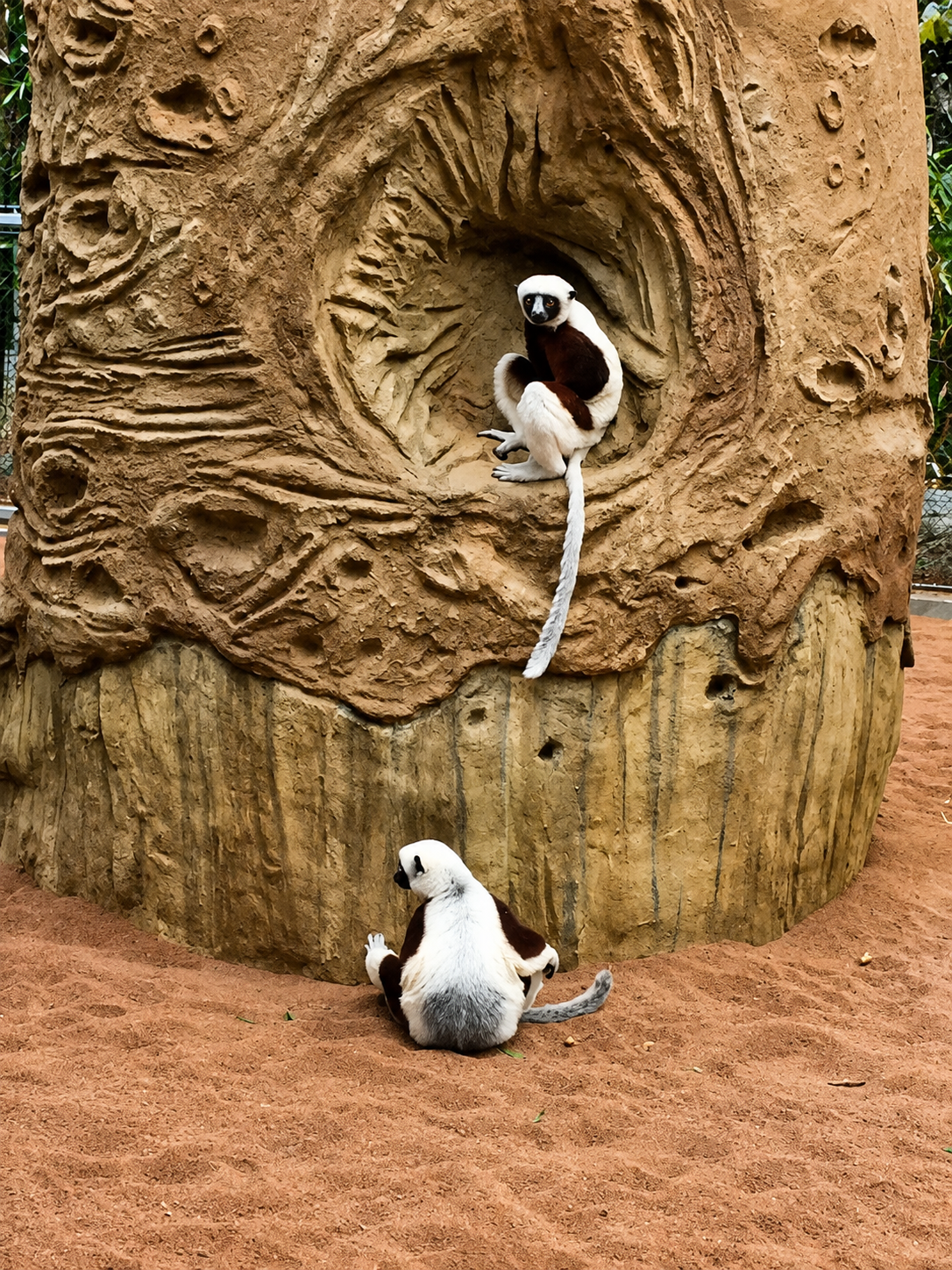 san-francisco-zoo-sifaka-exhibit-commercial-project-design.png