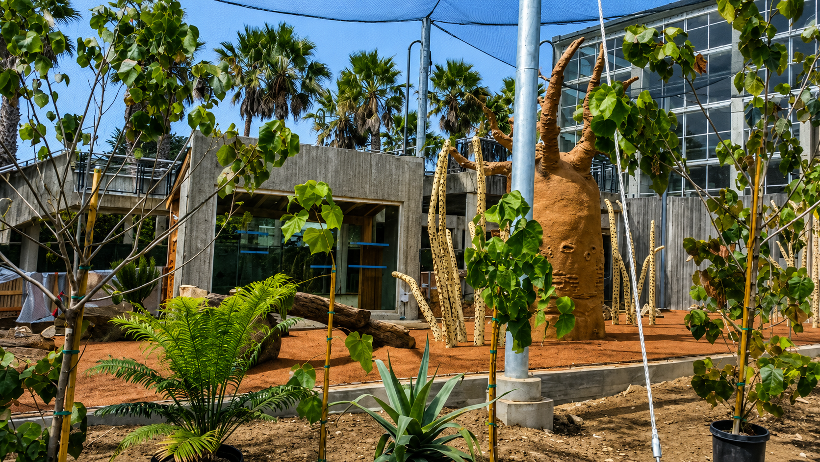 san-francisco-zoo-sifaka-exhibit-view.png