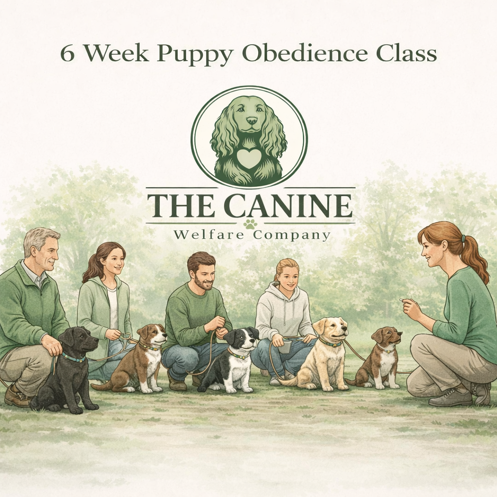 6-Week Puppy Obedience Course