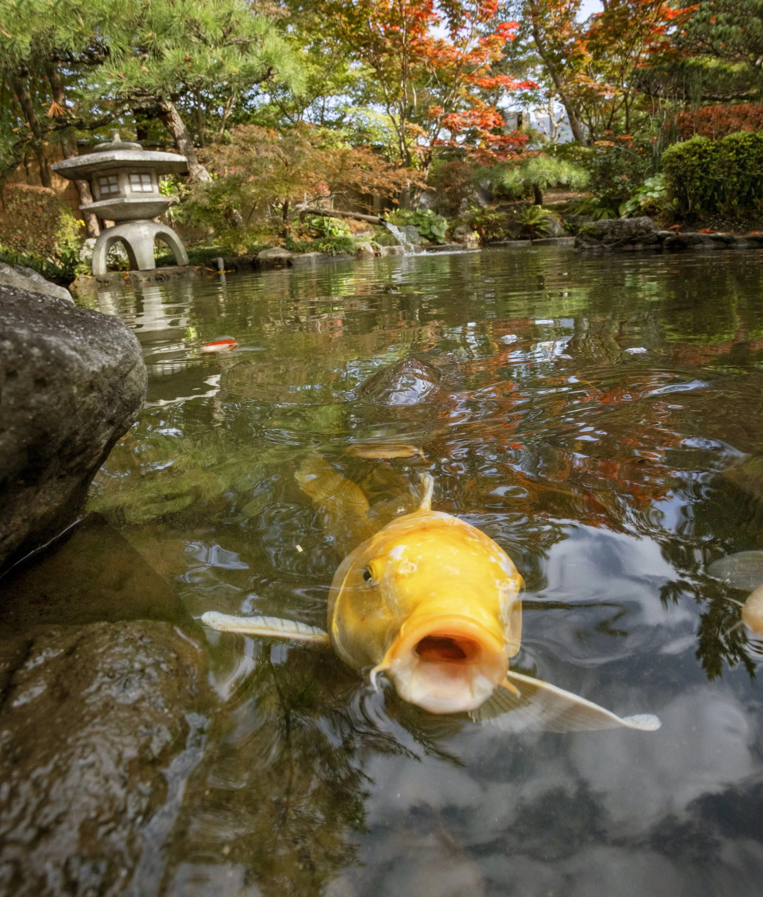Koi_Kyoto_2O1A0047.jpg