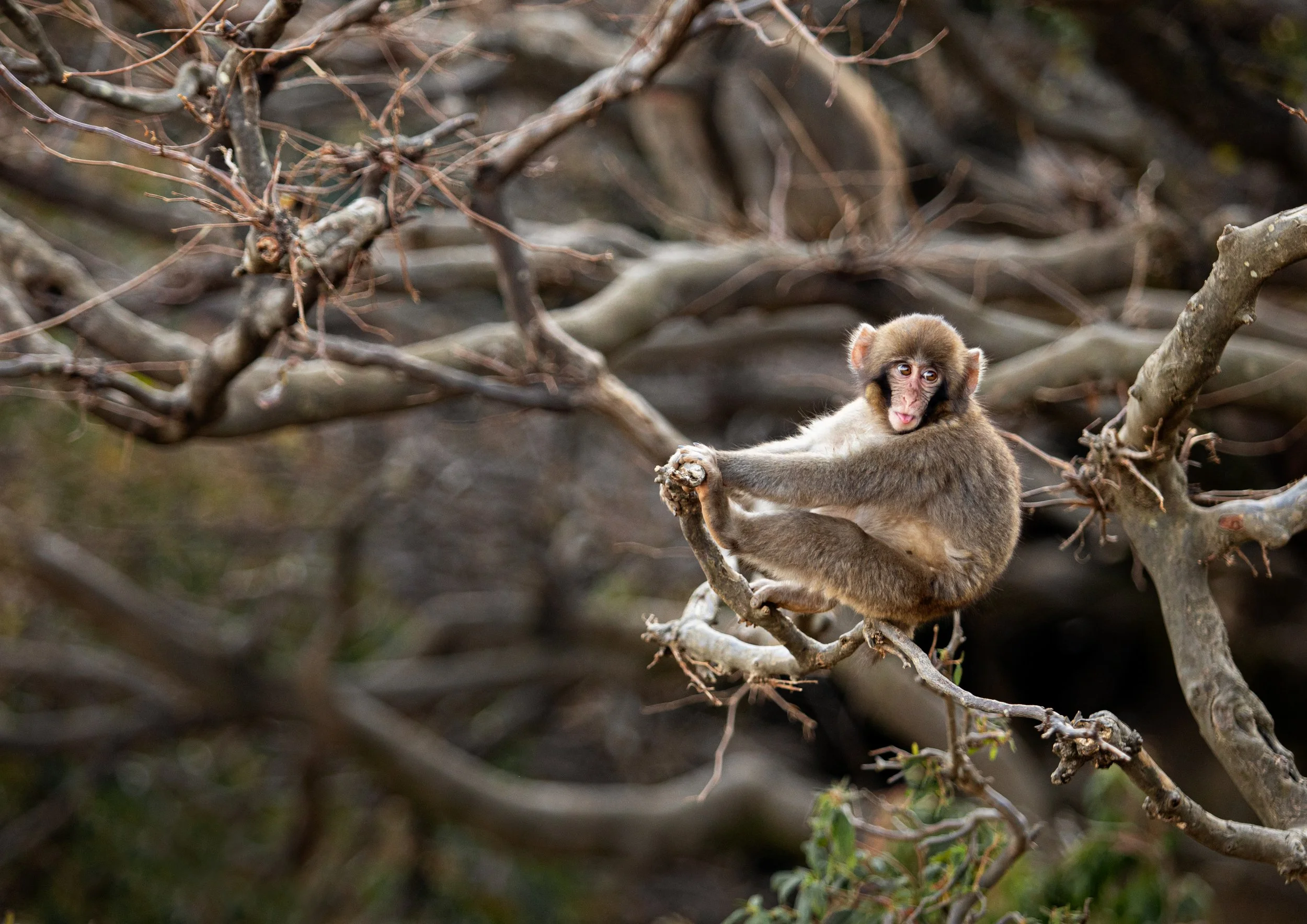 Monkey_2O1A0543.jpg