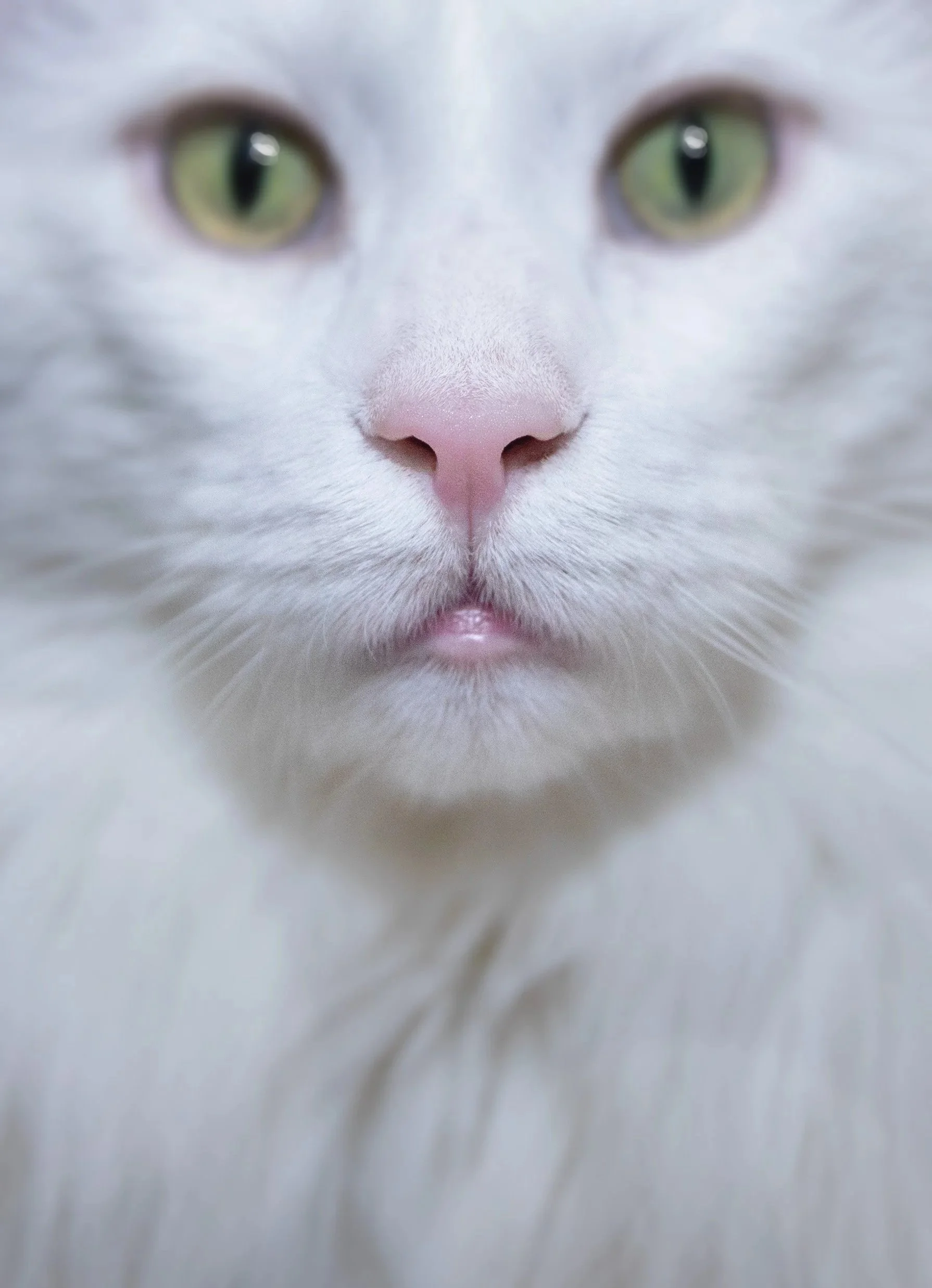 Jo%27s_Cat-Close-Up-2O1A6744.jpg