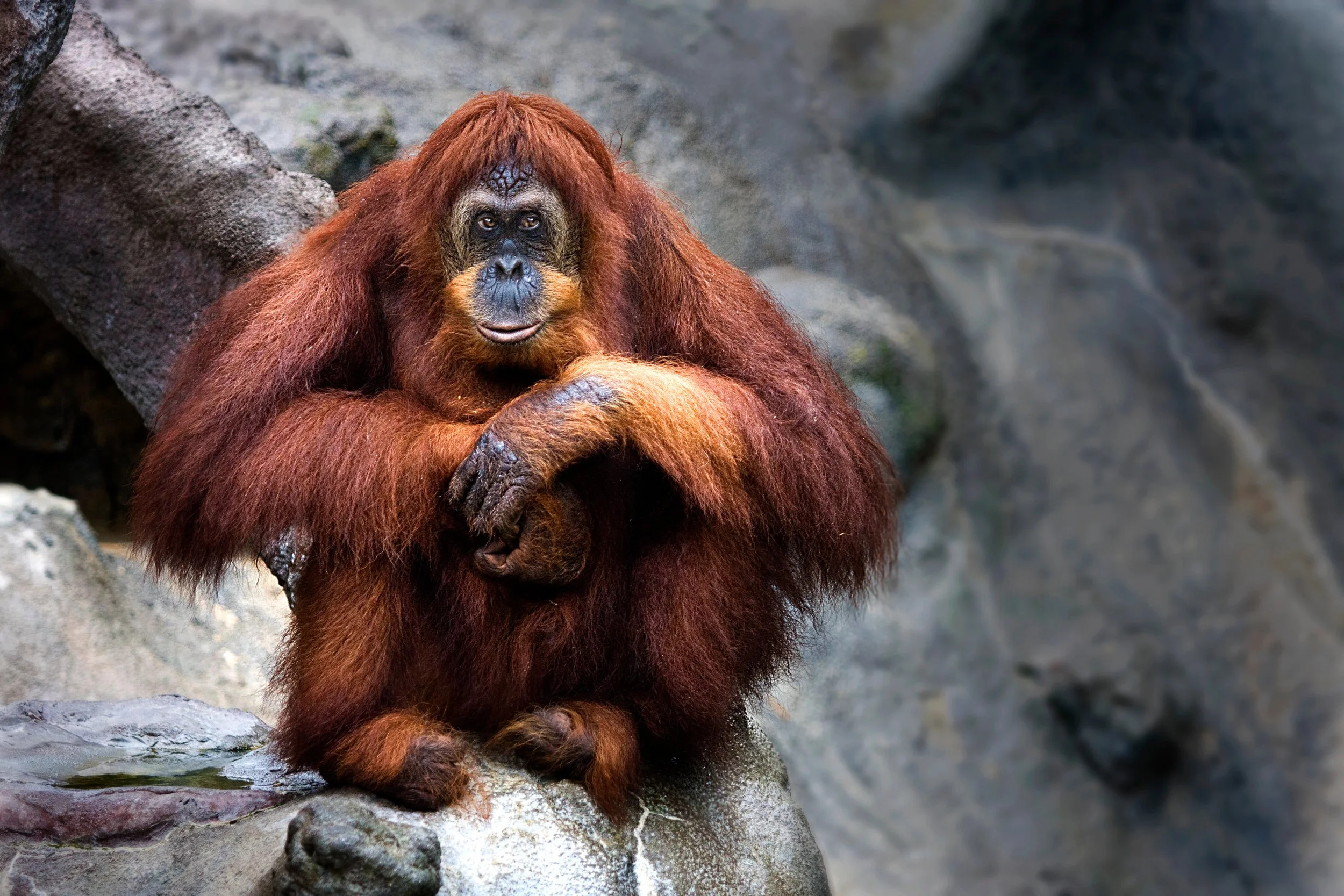 Orangutan_9844.jpg