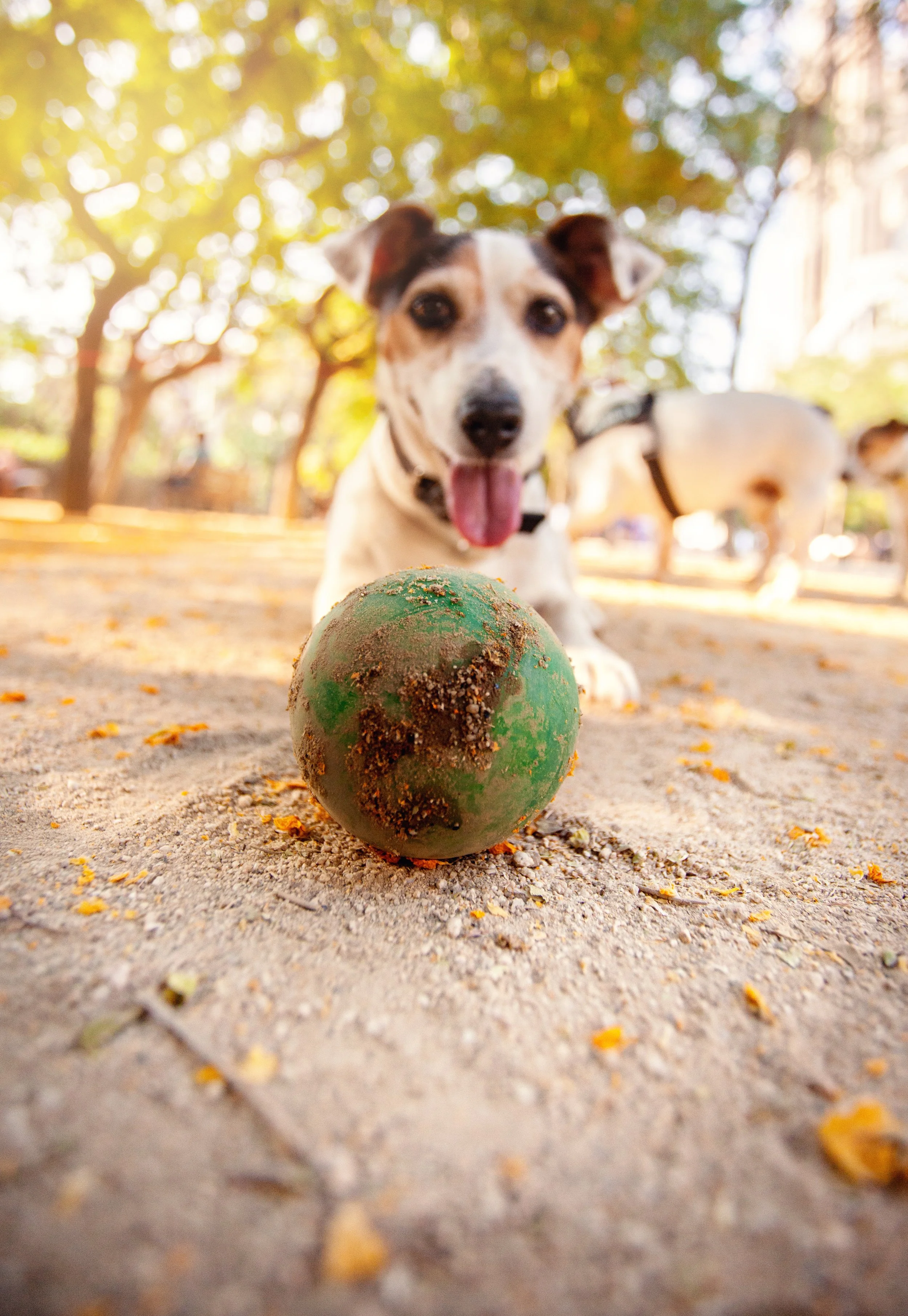 Dog in Park-Sagrada Familia_0095-2.jpg