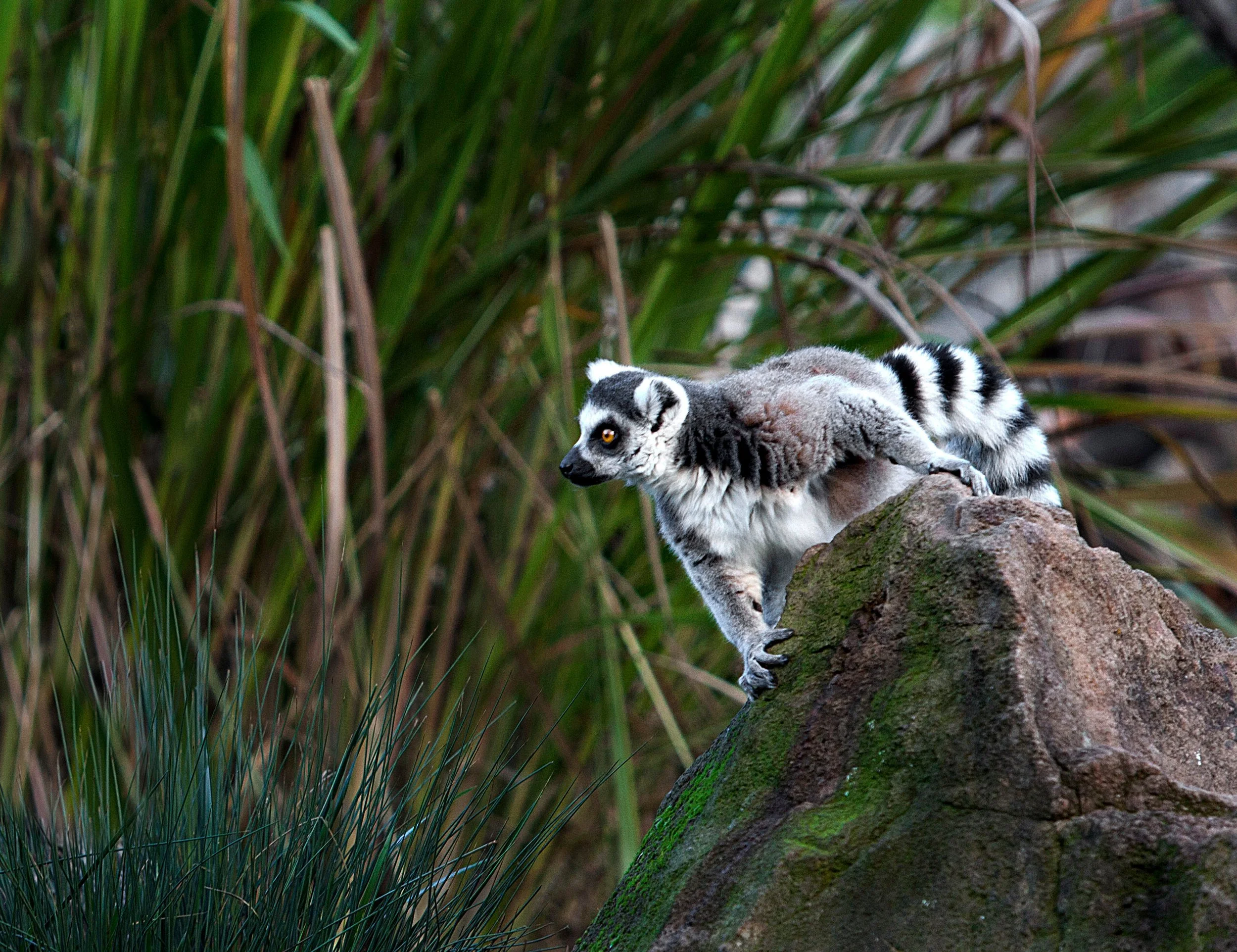Lemur_9301.jpg