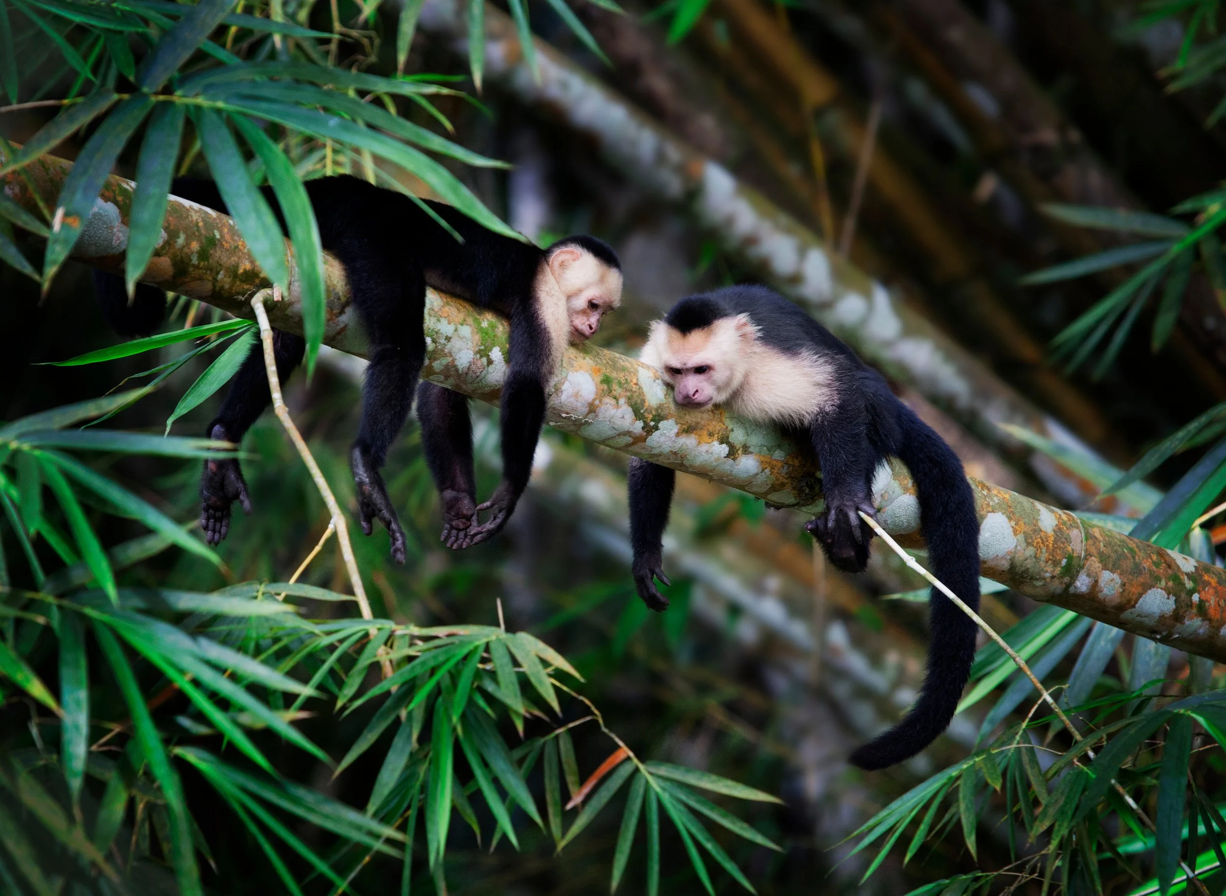 Monkeys Chillin'-11x15_8856.jpg