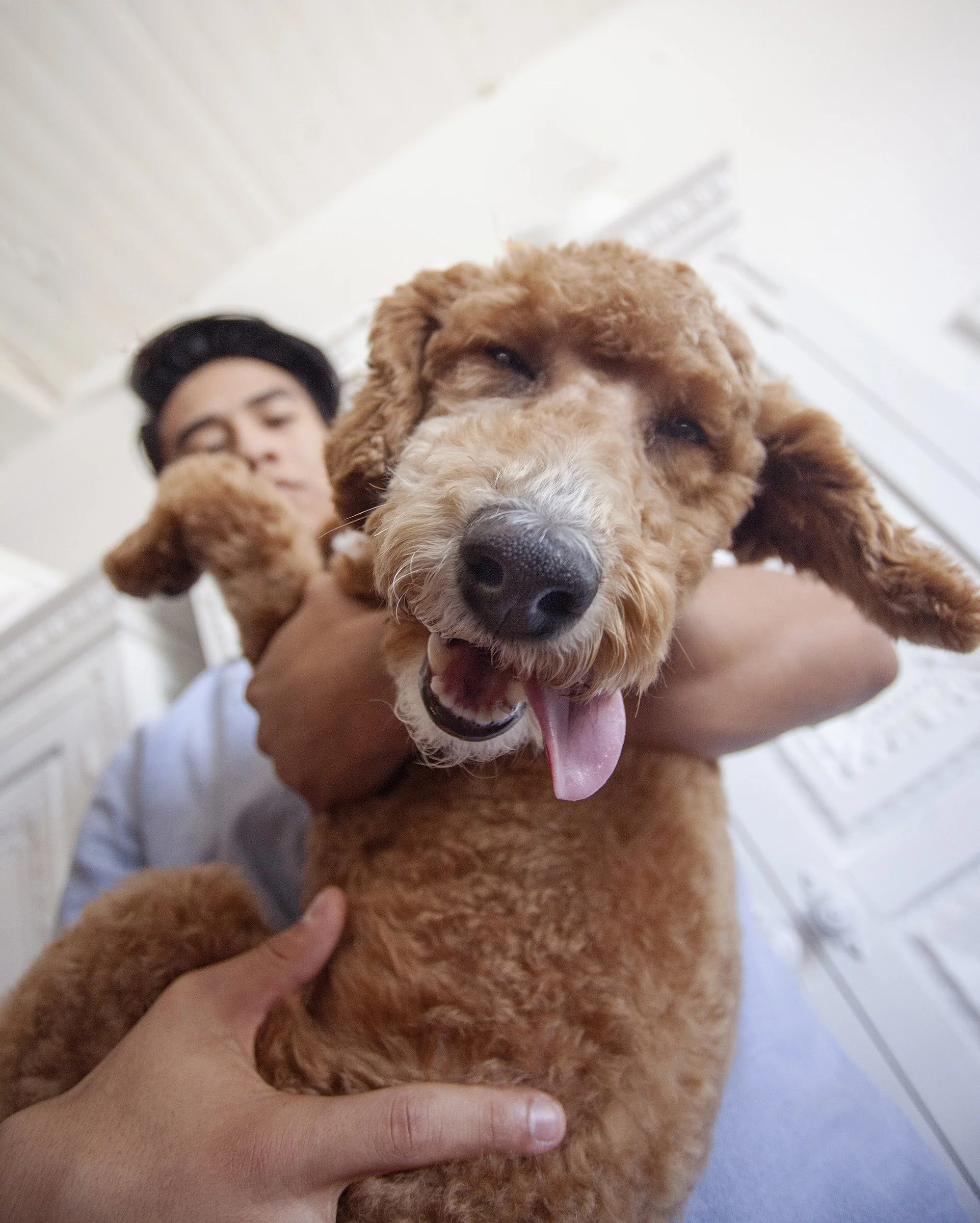 Brown Poodle Puppy_0656-8x10.jpg