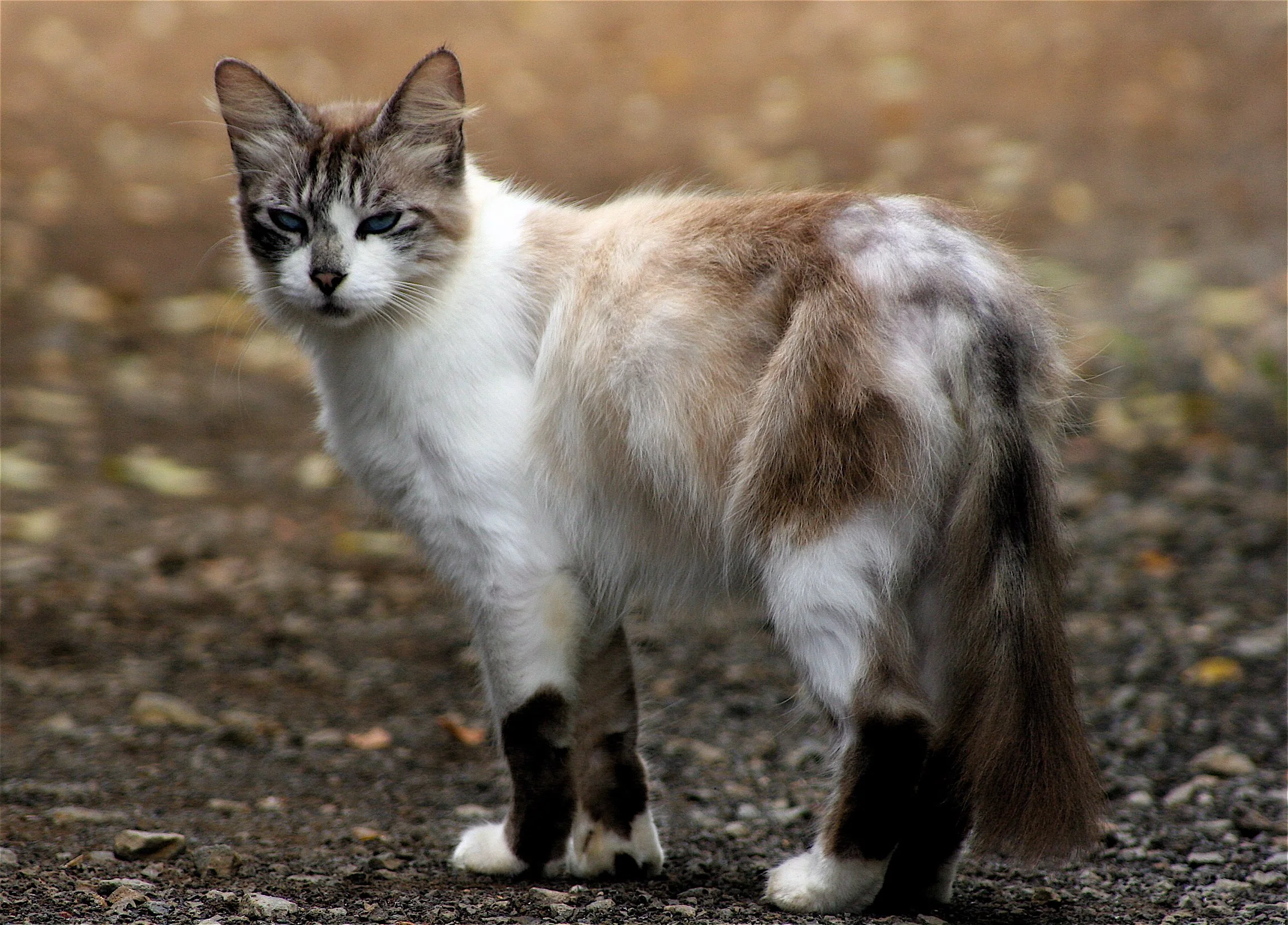 Hawaii-solo trip - Apr 05 125.jpg