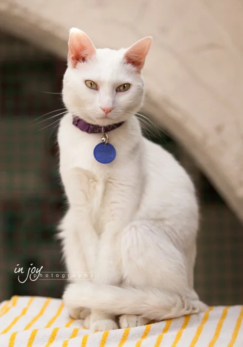 White-Cat_1321-web.jpg