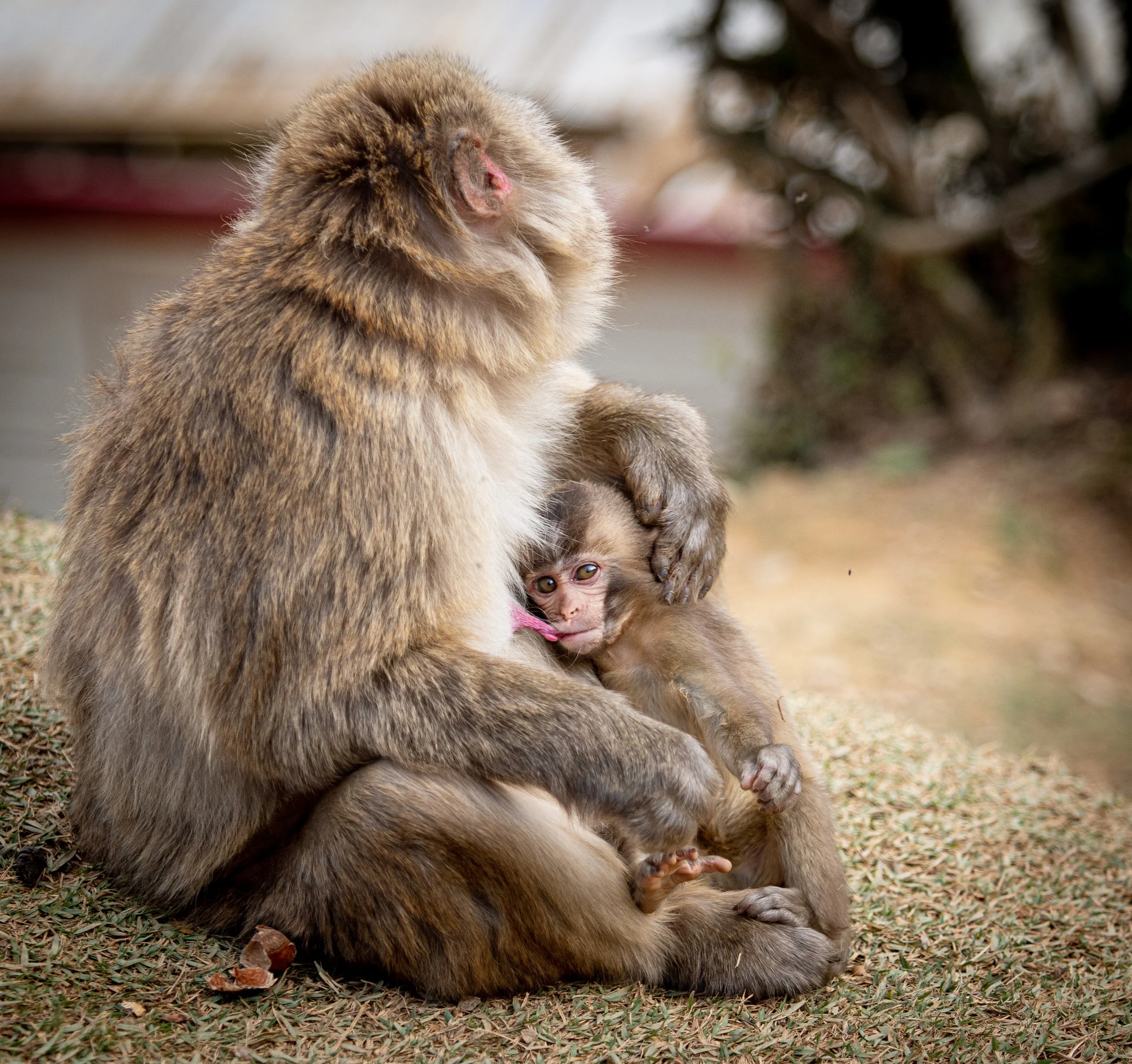 Monkeys_of_Arashimayama_2O1A0238.jpg