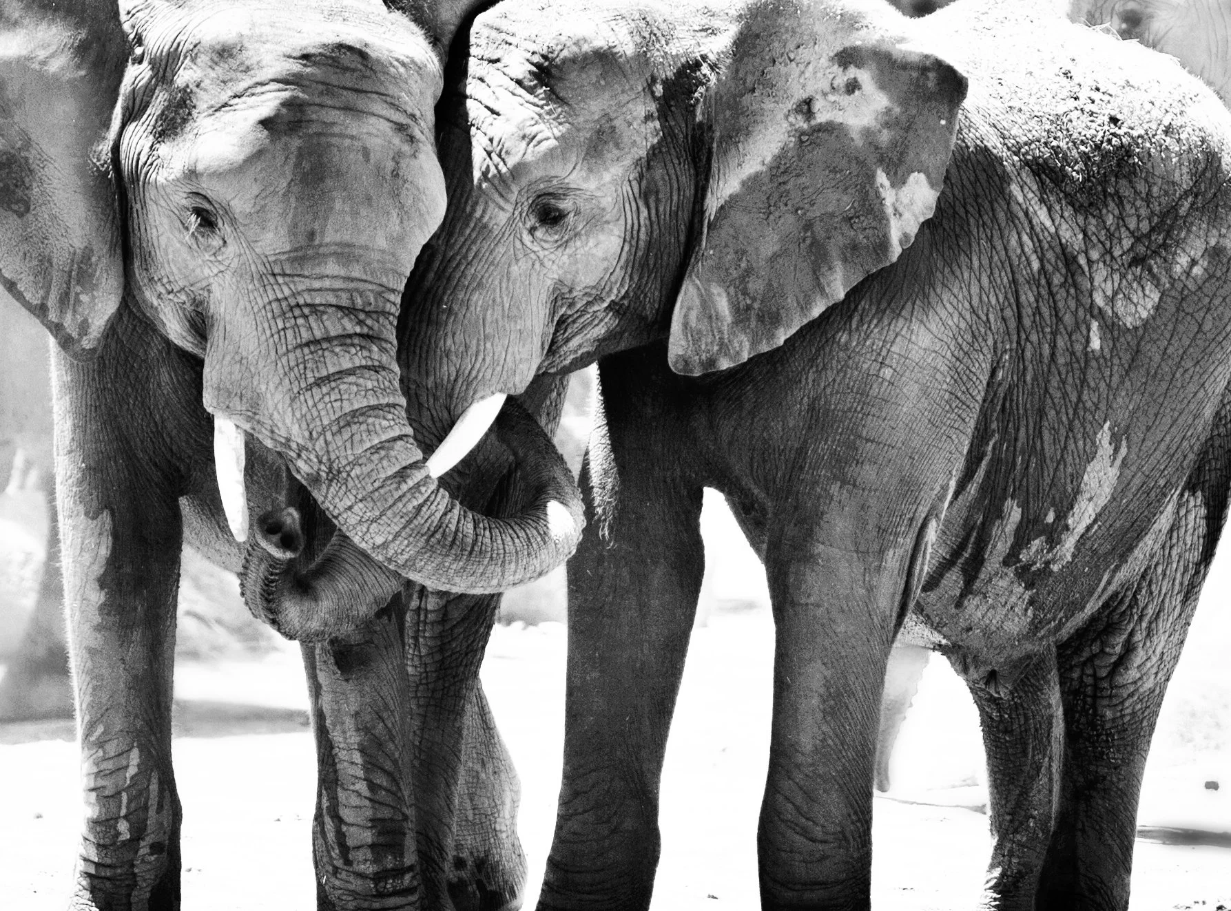 Baby Elephants-b&w-cropped_1734.jpg