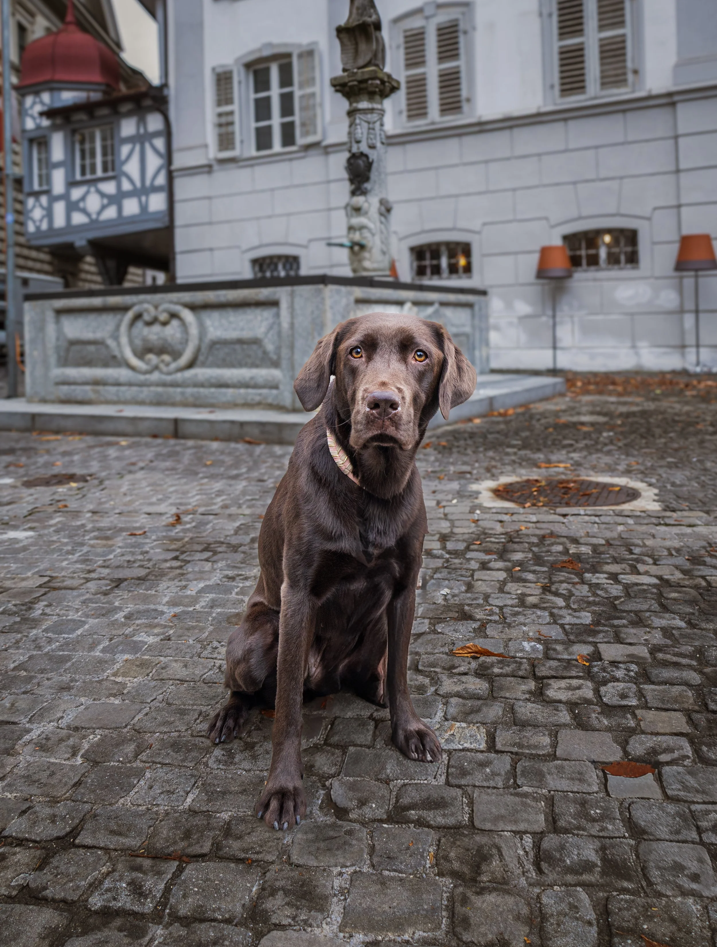 Brown Labrador Dog in Lucerne-9728.jpg