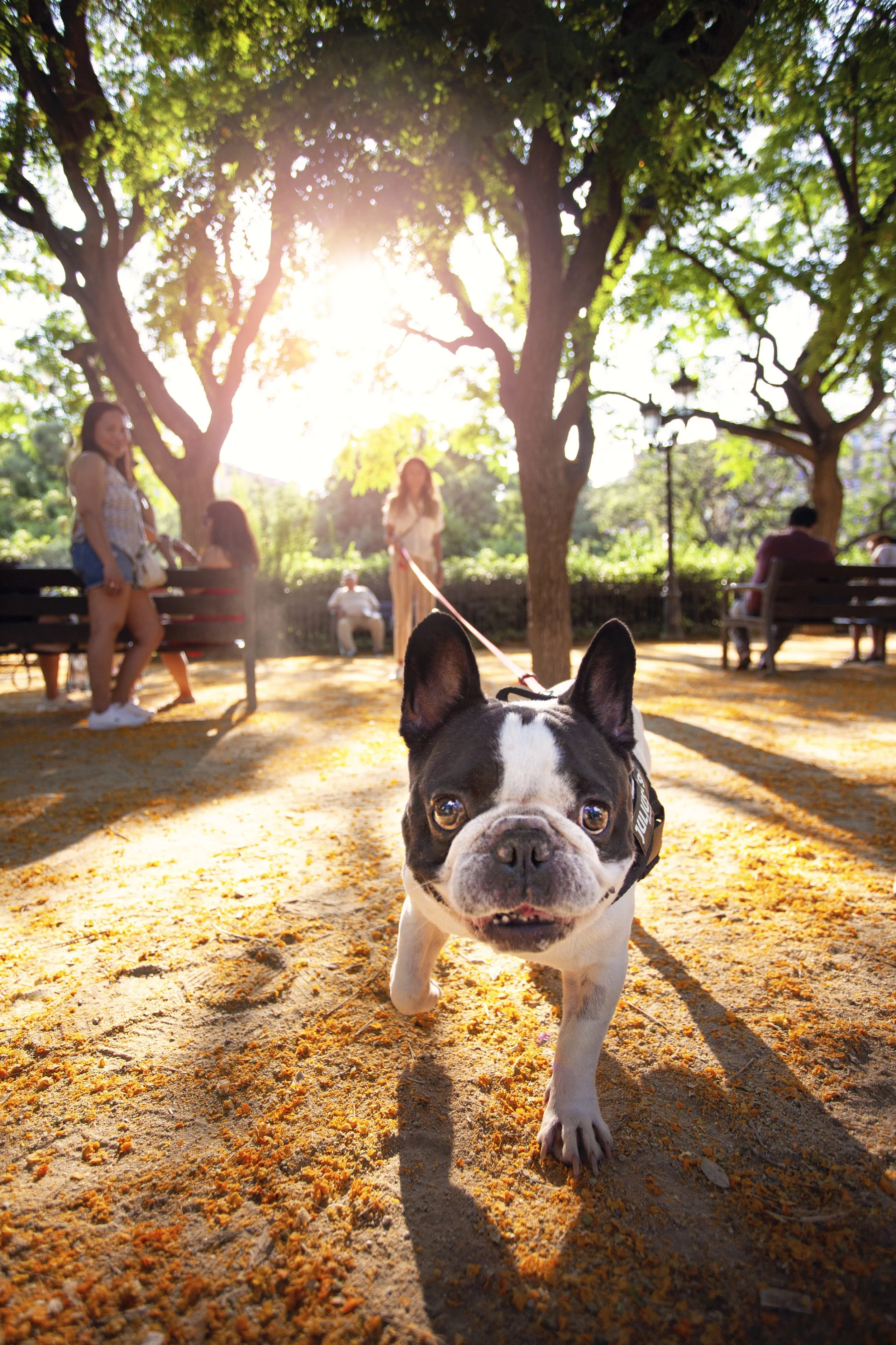 Dog in Barcelona_0116.jpg