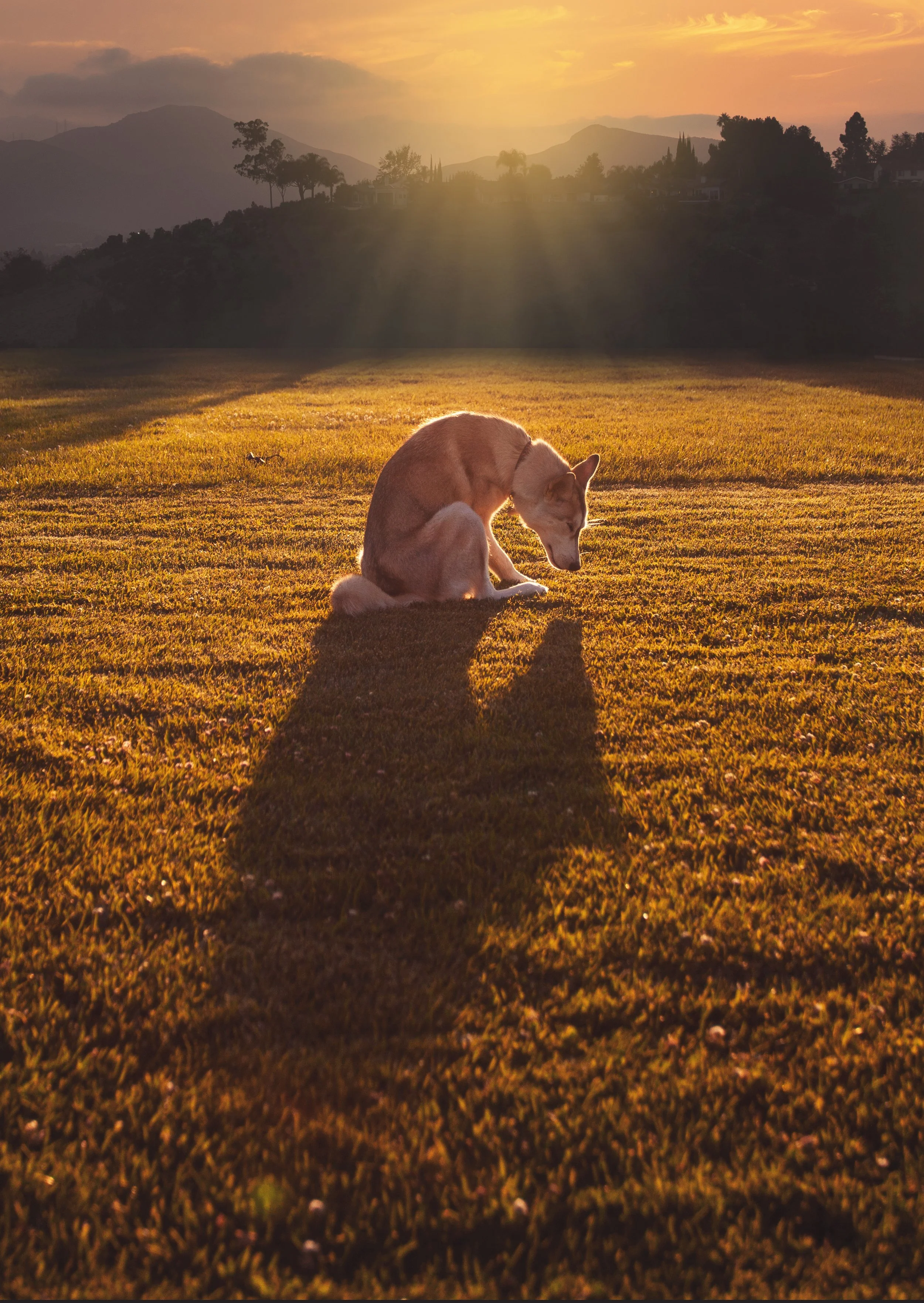 Husky in Silhouette_Sunset_Composite.jpg