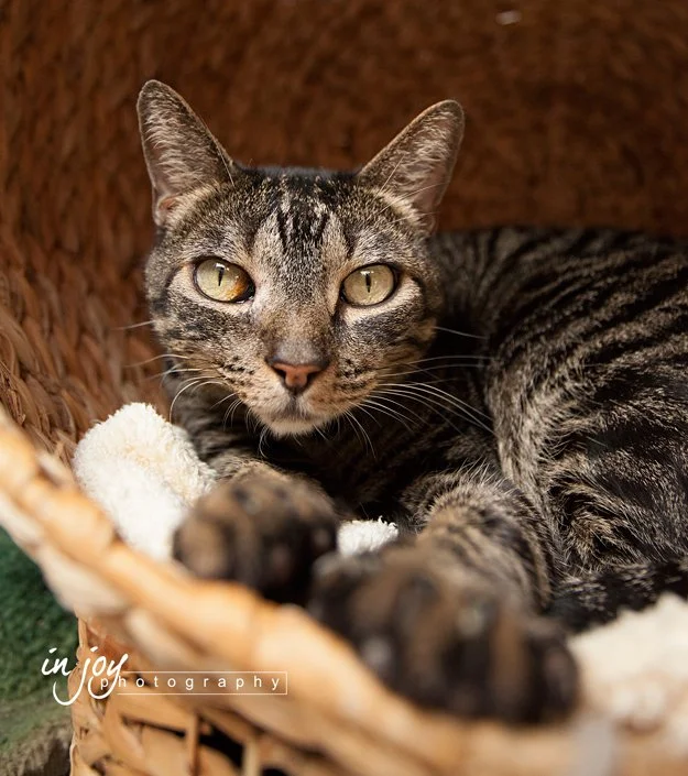 Black-Gray-Tabby_1362-web.jpg