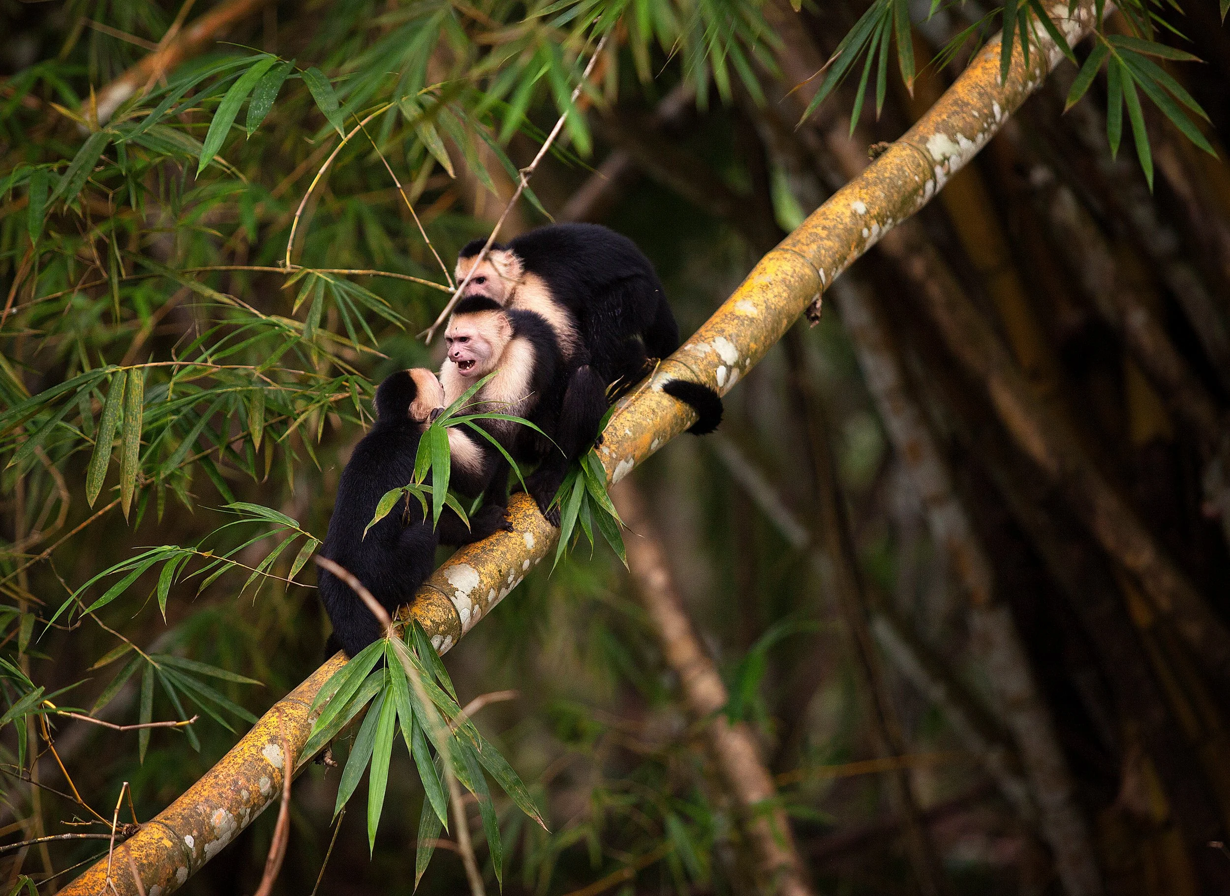 White Faced Monkeys in Argument-11x15-2_8800-3.jpg