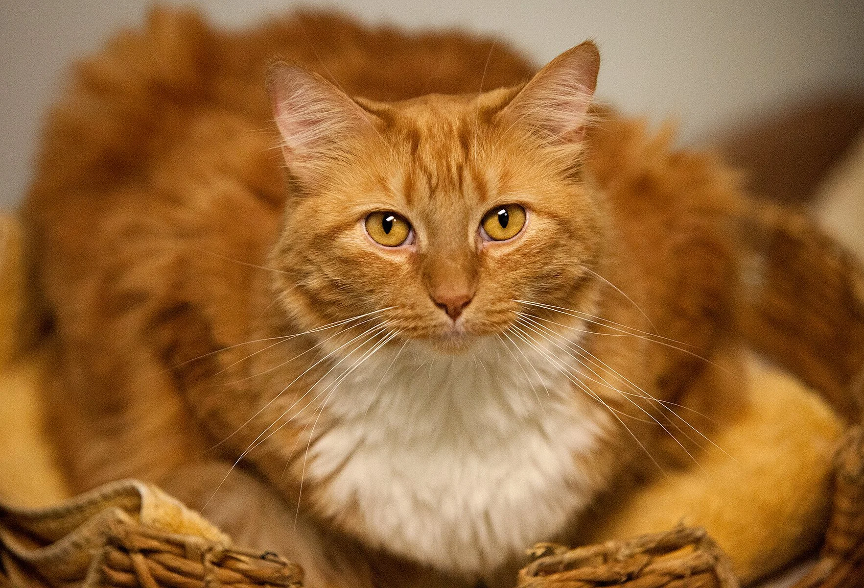 Long-Hair-Orange-Tabby-Cat-5x7_0341-web.jpg