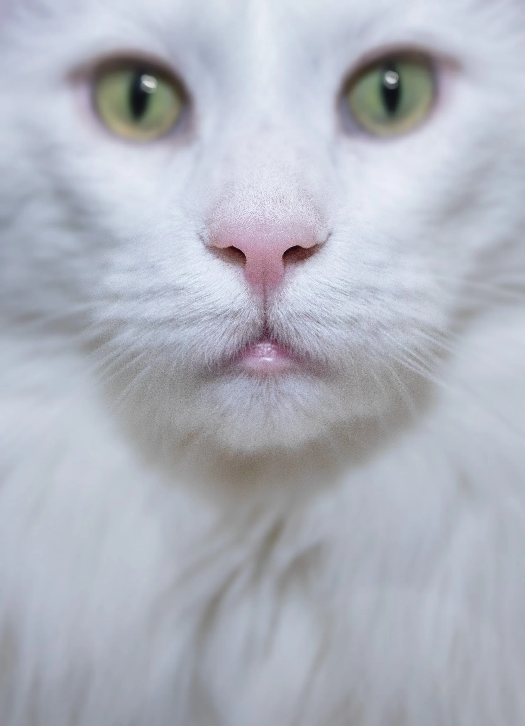 Jo's_Cat-Close-Up-2O1A6744.jpg