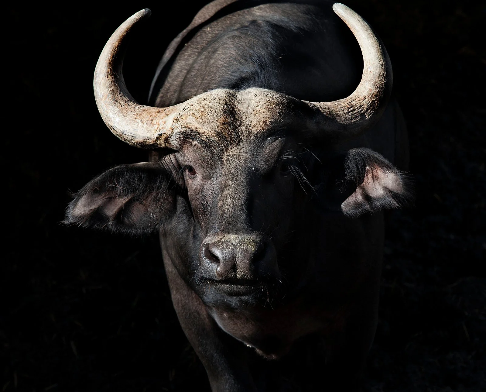Cape Buffalo_8931-2.jpg