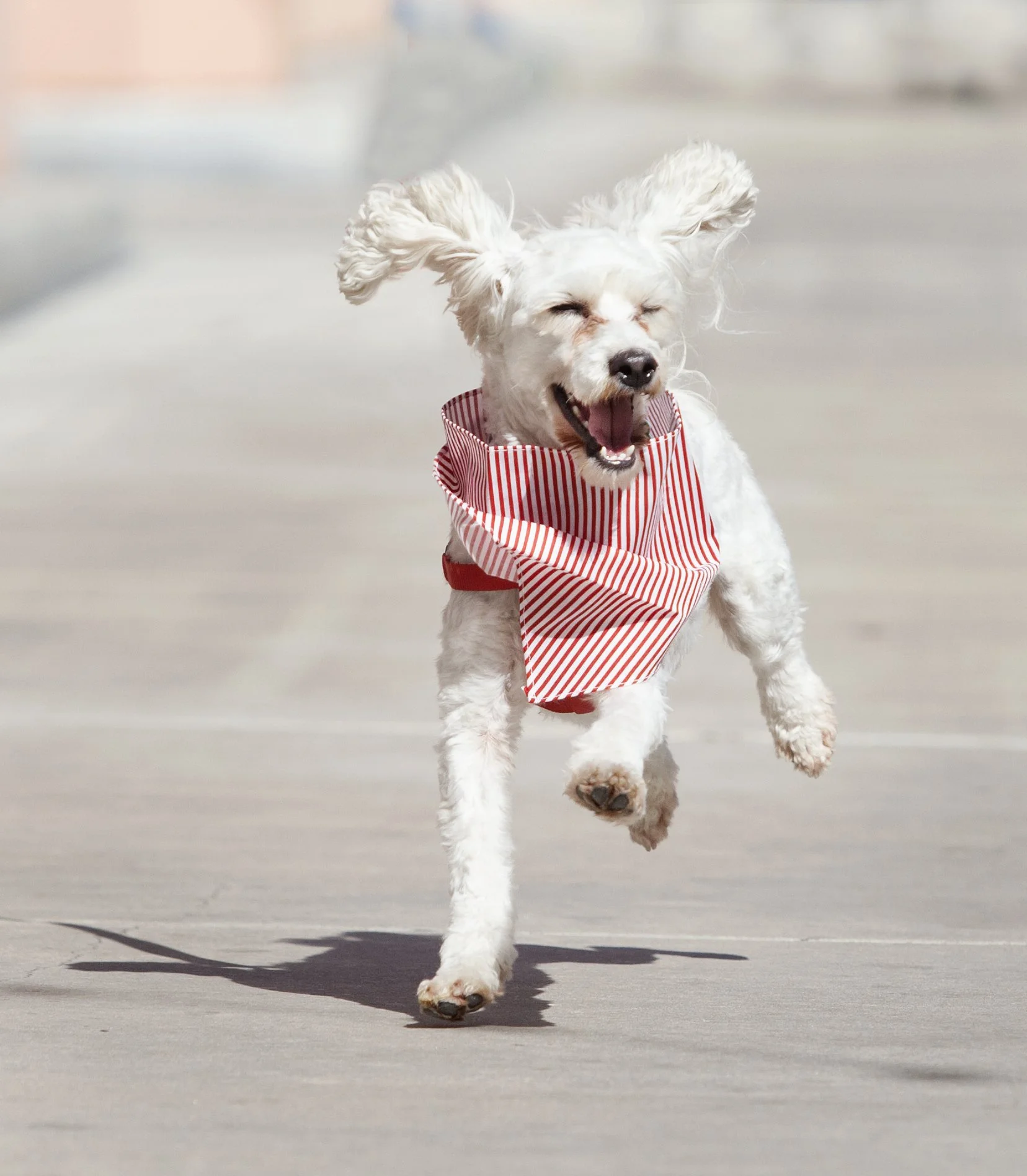 White Poodle_6964.jpg