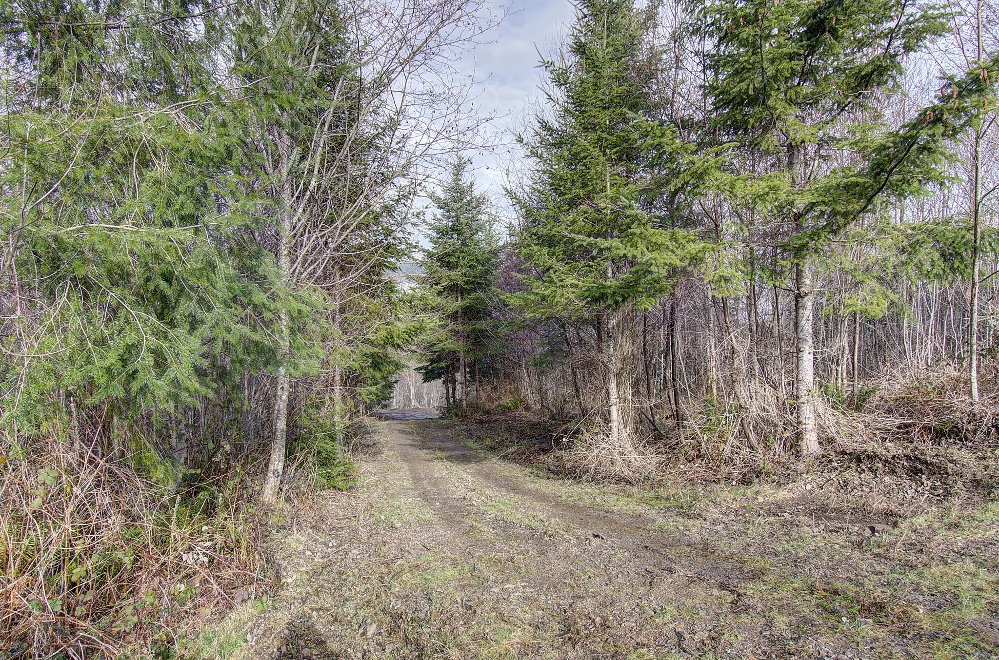 Private 13.22-acre wooded property in Kelso, WA featuring a gravel driveway, mature evergreens, and a peaceful natural setting with development potential.