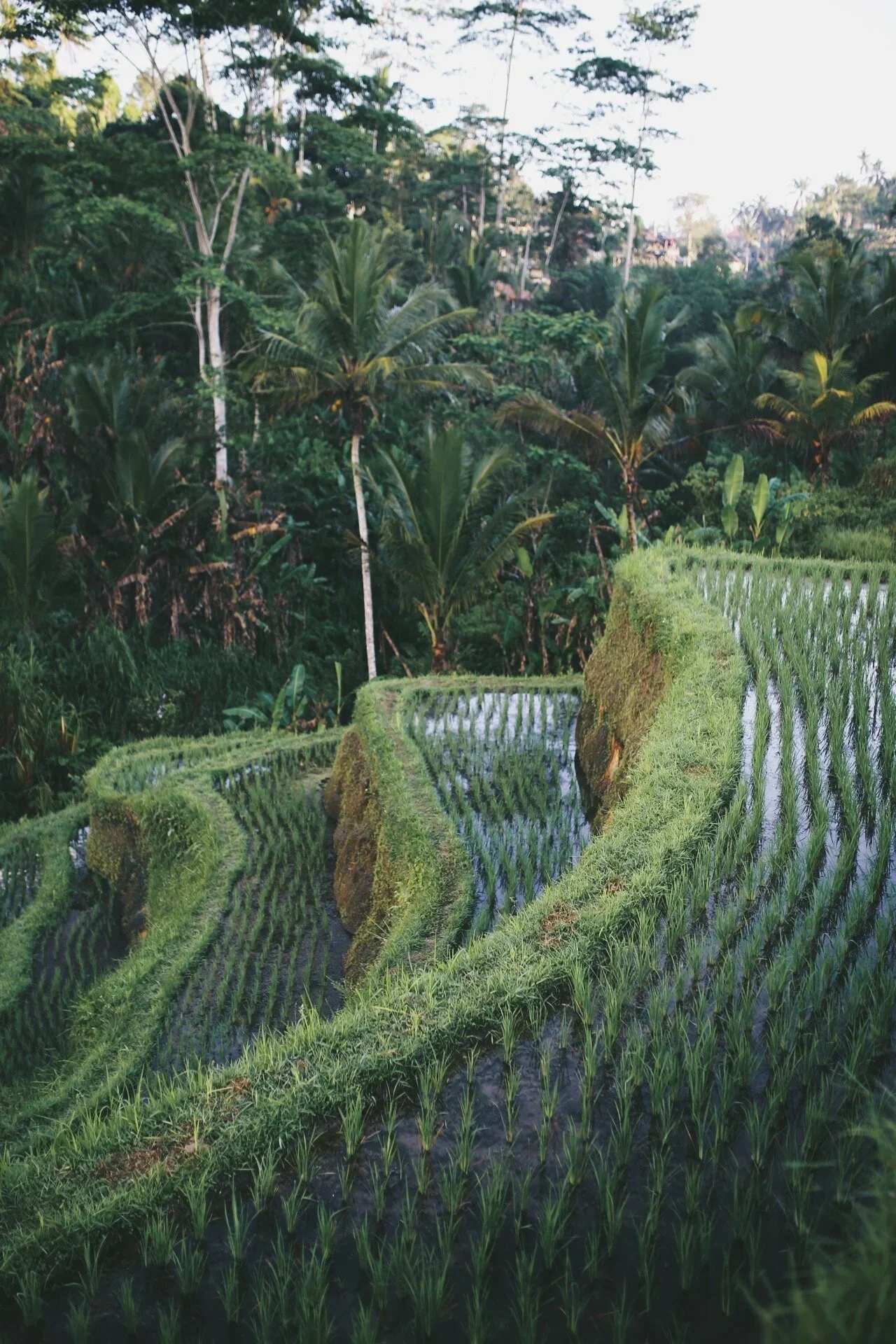 Terraced rice paddies on a hillside with lush green trees and banana plants in the background.
