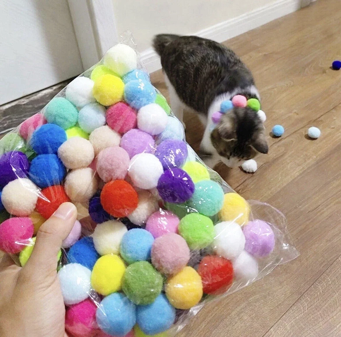 cat shooter2.webp